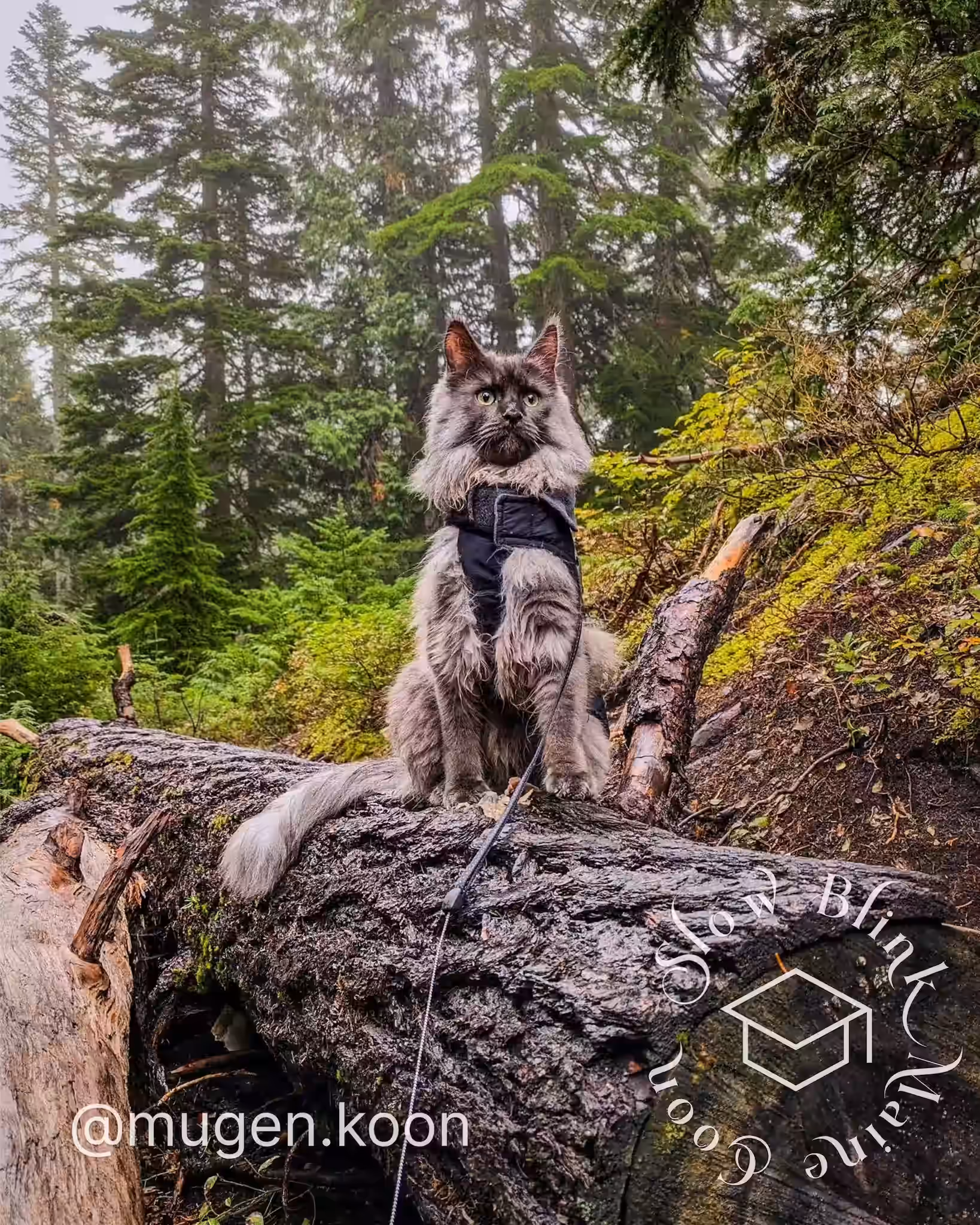 mugen.koon | blue smoke maine coon | male | ems code mco as | dec 2024 | idx 16 Customer Pictures of their Maine Coon Cats and Kittens who "Graduated" from SlowBlink MaineCoons > mugen.koon | blue smoke maine coon | male | ems code mco as | dec 2024 | idx 16 | leash walk