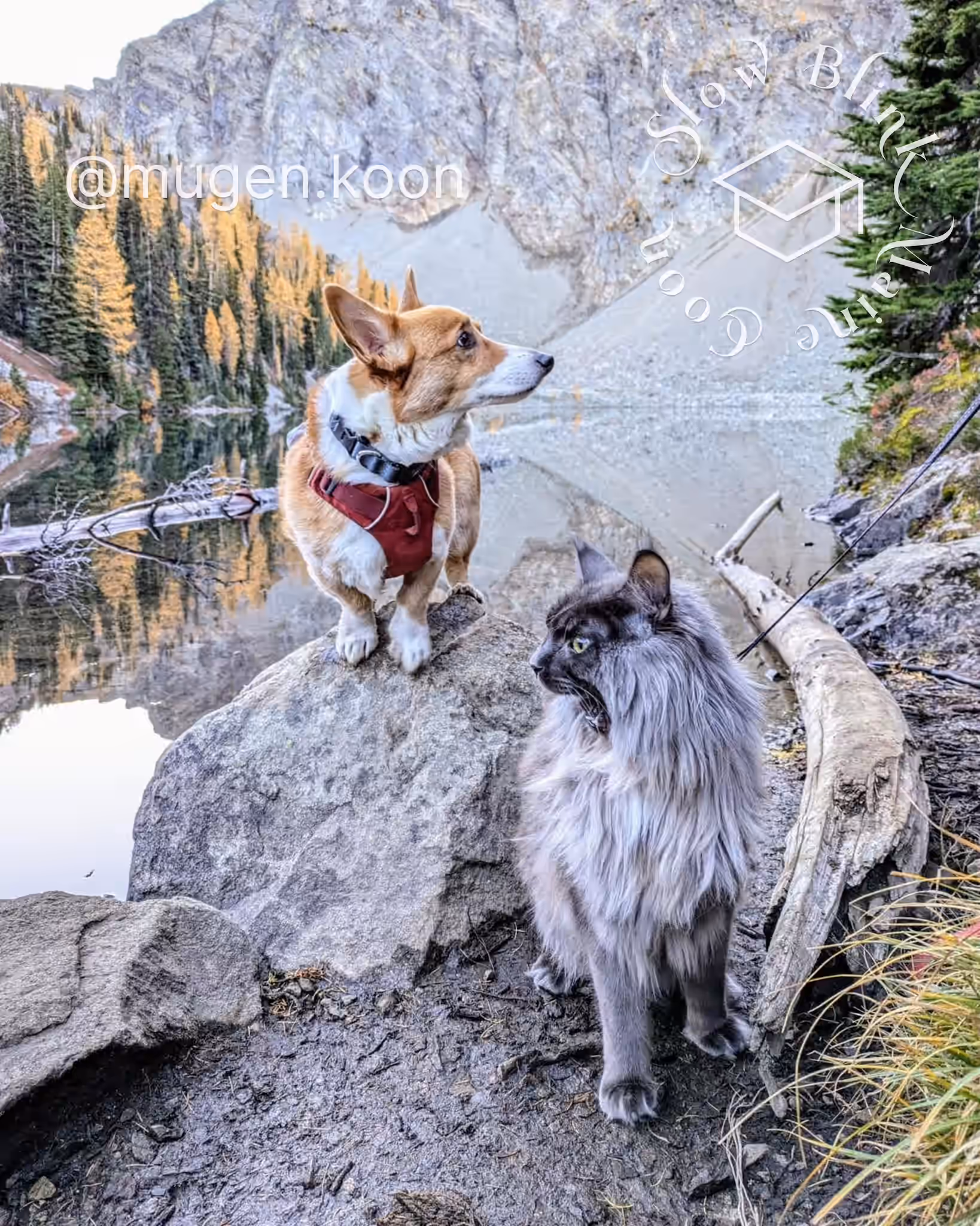 mugen.koon | blue smoke maine coon | male | ems code mco as | dec 2024 | idx 17 Customer Pictures of their Maine Coon Cats and Kittens who "Graduated" from SlowBlink MaineCoons > mugen.koon | blue smoke maine coon | male | ems code mco as | dec 2024 | idx 17 | leash walk with dog