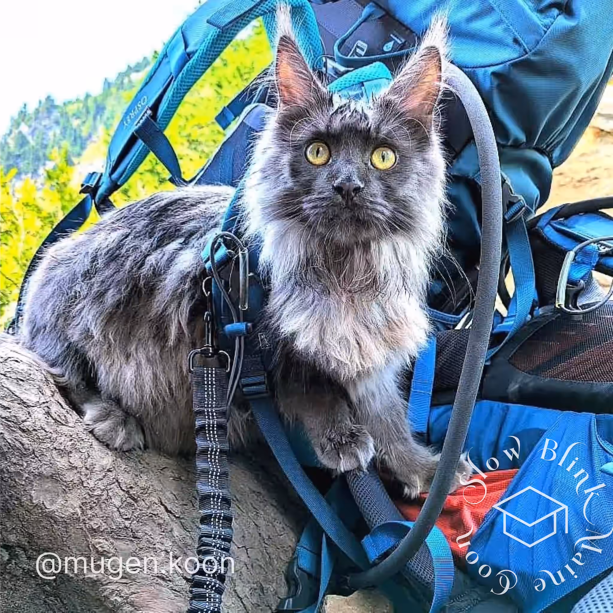 mugen.koon | blue smoke maine coon | male | ems code mco as | dec 2024 | idx 21 Customer Pictures of their Maine Coon Cats and Kittens who "Graduated" from SlowBlink MaineCoons > mugen.koon | blue smoke maine coon | male | ems code mco as | dec 2024 | idx 21 | leash walk