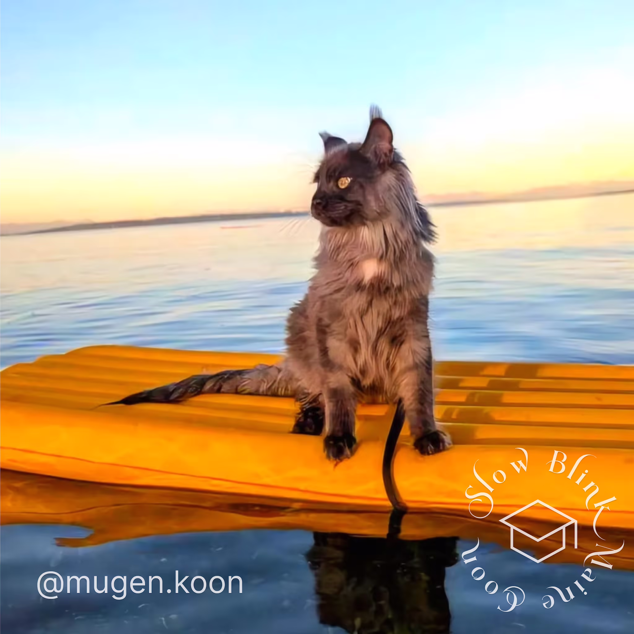 mugen.koon | blue smoke maine coon | male | ems code mco as | dec 2024 | idx 22 Customer Pictures of their Maine Coon Cats and Kittens who "Graduated" from SlowBlink MaineCoons > mugen.koon | blue smoke maine coon | male | ems code mco as | dec 2024 | idx 22 | leash walk