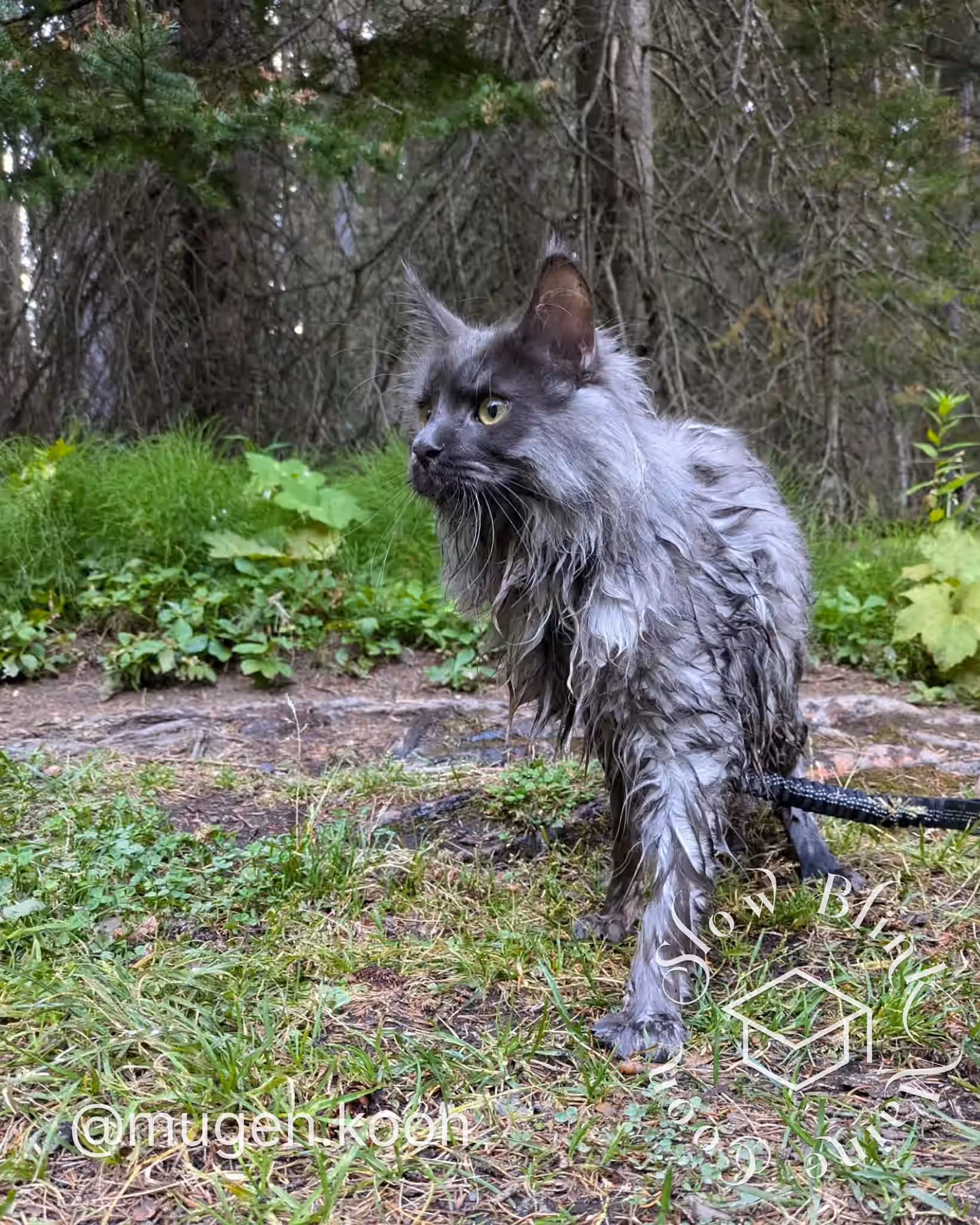 mugen.koon | blue smoke maine coon | male | ems code mco as | dec 2024 | idx 51 Customer Pictures of their Maine Coon Cats and Kittens who "Graduated" from SlowBlink MaineCoons > mugen.koon | blue smoke maine coon | male | ems code mco as | dec 2024 | idx 51 | leash walk