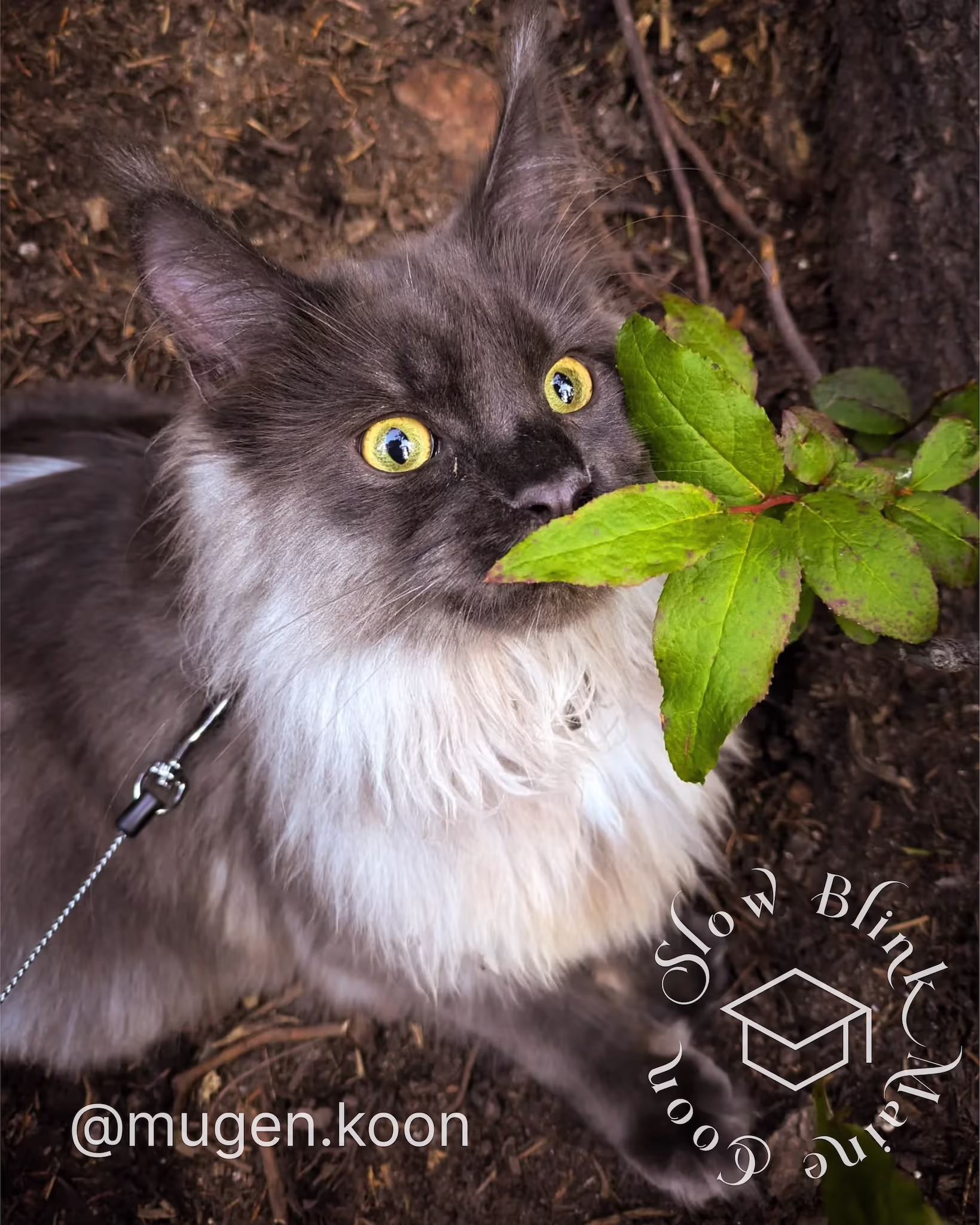 mugen.koon | blue smoke maine coon | male | ems code mco as | dec 2024 | idx 59 Customer Pictures of their Maine Coon Cats and Kittens who "Graduated" from SlowBlink MaineCoons > mugen.koon | blue smoke maine coon | male | ems code mco as | dec 2024 | idx 59 | leash walk