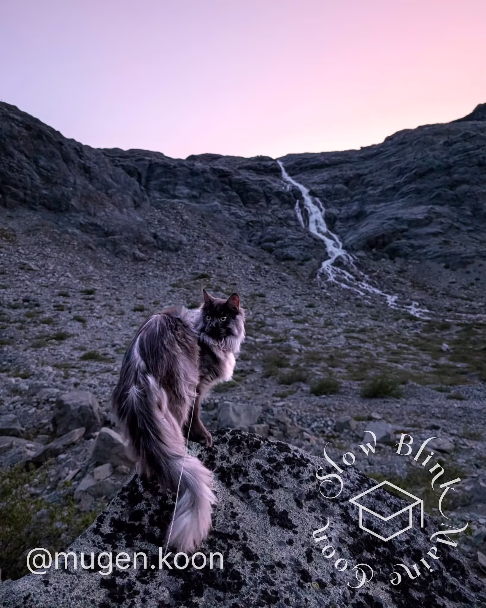mugen.koon | blue smoke maine coon | male | ems code mco as | dec 2024 | idx 61 Customer Pictures of their Maine Coon Cats and Kittens who "Graduated" from SlowBlink MaineCoons > mugen.koon | blue smoke maine coon | male | ems code mco as | dec 2024 | idx 61 | leash walk