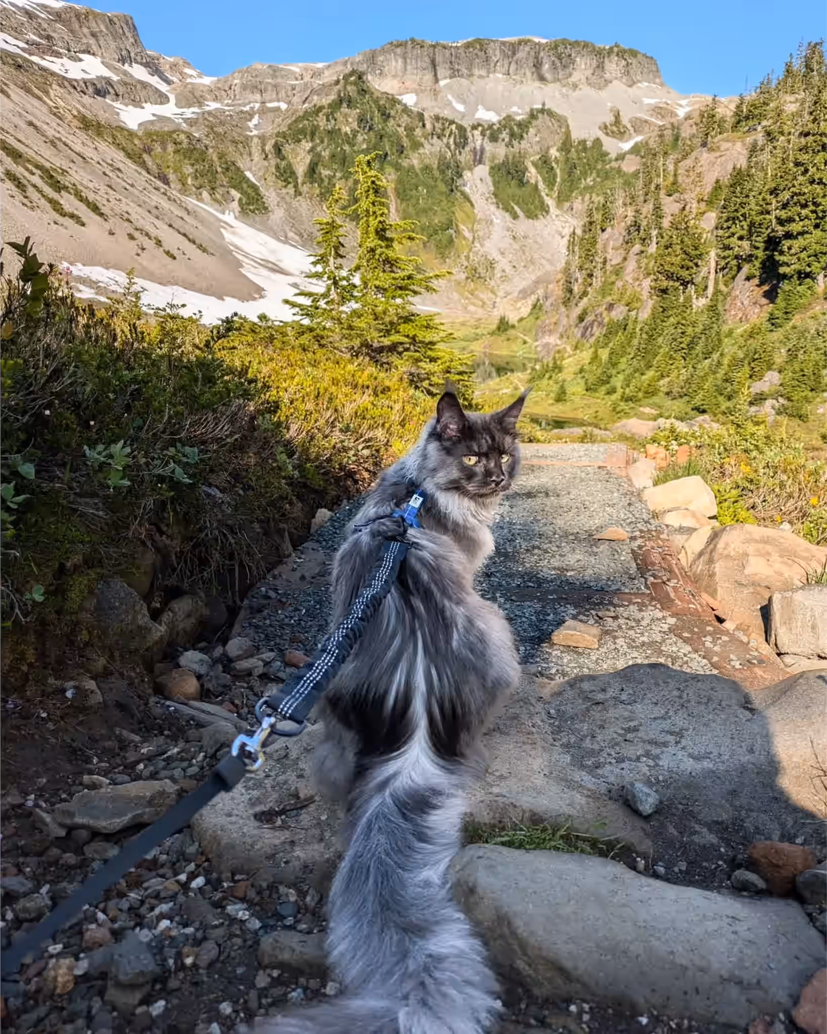 mugen.koon | blue smoke maine coon | male | ems code mco as | dec 2024 | idx 62 Customer Pictures of their Maine Coon Cats and Kittens who "Graduated" from SlowBlink MaineCoons > mugen.koon | blue smoke maine coon | male | ems code mco as | dec 2024 | idx 62 | leash walk