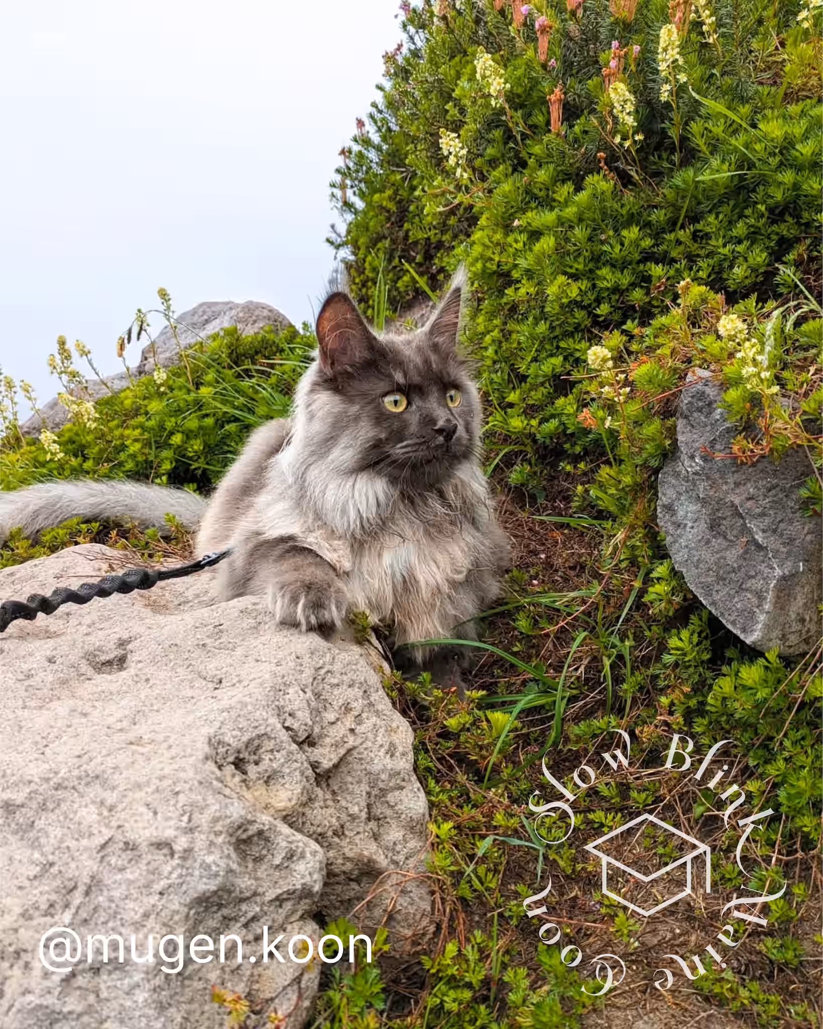 mugen.koon | blue smoke maine coon | male | ems code mco as | dec 2024 | idx 69 Customer Pictures of their Maine Coon Cats and Kittens who "Graduated" from SlowBlink MaineCoons > mugen.koon | blue smoke maine coon | male | ems code mco as | dec 2024 | idx 69 | leash walk