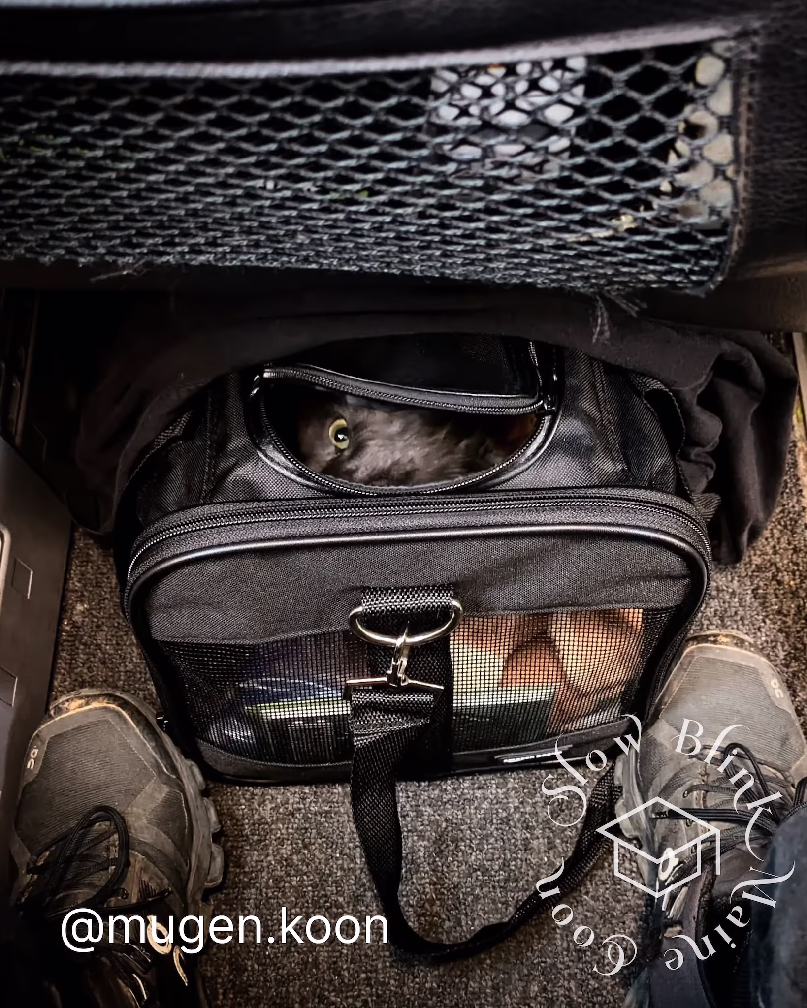 mugen.koon | blue smoke maine coon | male | ems code mco as | dec 2024 | idx 71 Customer Pictures of their Maine Coon Cats and Kittens who "Graduated" from SlowBlink MaineCoons > mugen.koon | blue smoke maine coon | male | ems code mco as | dec 2024 | idx 71 | cat in bag