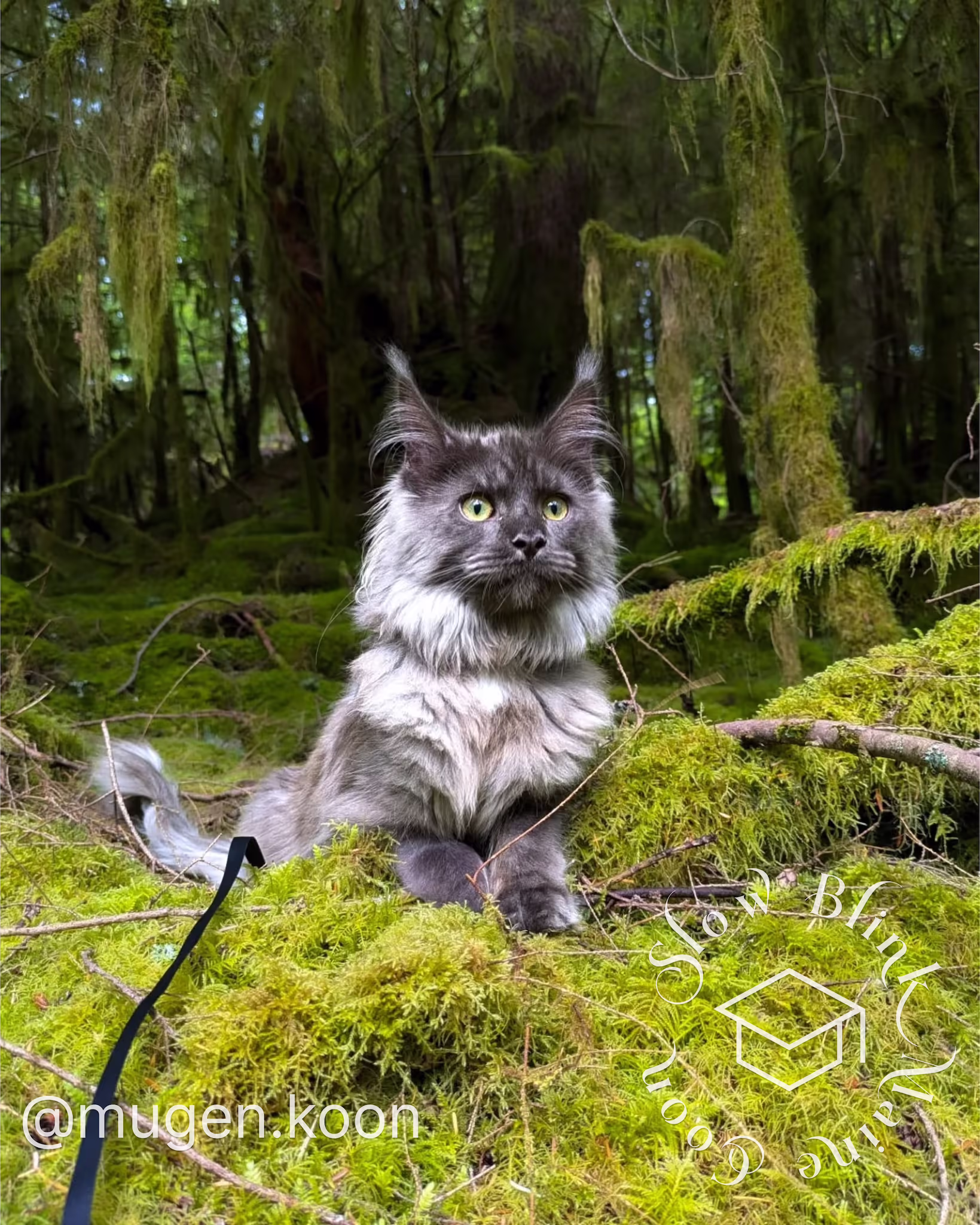 mugen.koon | blue smoke maine coon | male | ems code mco as | dec 2024 | idx 72 | leash walk Customer Pictures of their Maine Coon Cats and Kittens who "Graduated" from SlowBlink MaineCoons > mugen.koon | blue smoke maine coon | male | ems code mco as | dec 2024 | idx 72 | leash walk | forrest
