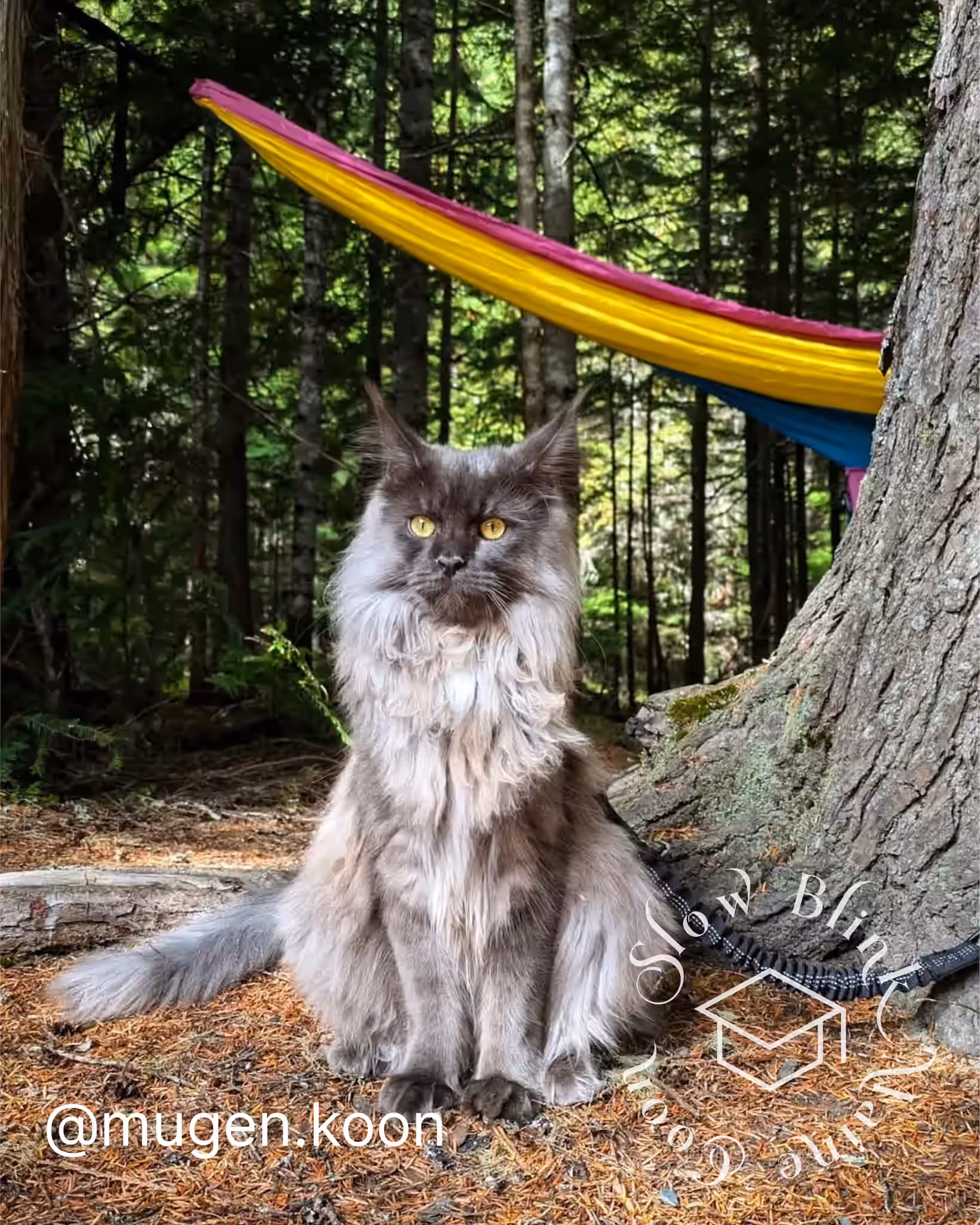 mugen.koon | blue smoke maine coon | male | ems code mco as | dec 2024 | idx 73 Customer Pictures of their Maine Coon Cats and Kittens who "Graduated" from SlowBlink MaineCoons > mugen.koon | blue smoke maine coon | male | ems code mco as | dec 2024 | idx 73 | leash walk