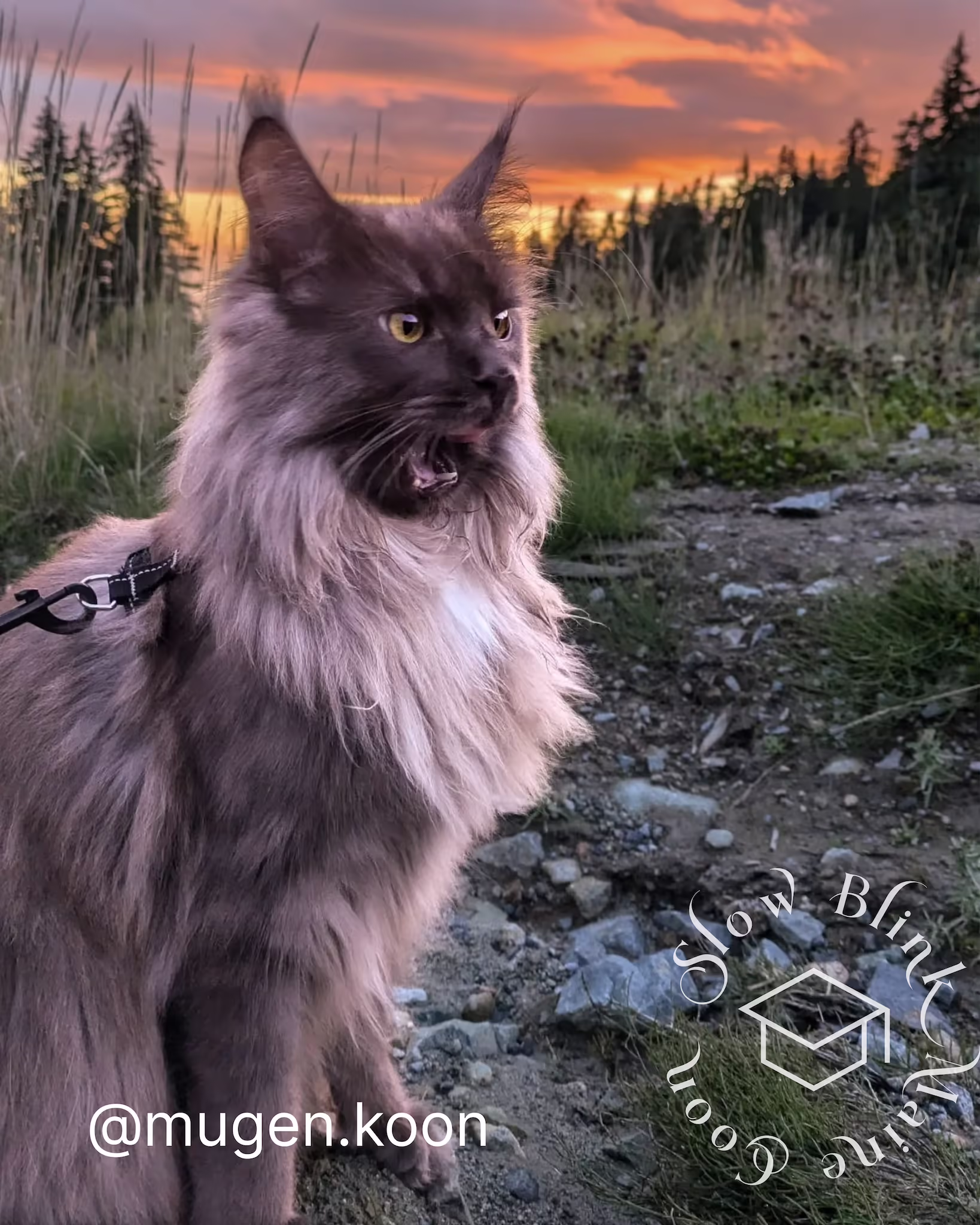 mugen.koon | blue smoke maine coon | male | ems code mco as | dec 2024 | idx 76 Customer Pictures of their Maine Coon Cats and Kittens who "Graduated" from SlowBlink MaineCoons > mugen.koon | blue smoke maine coon | male | ems code mco as | dec 2024 | idx 76 | leash walk