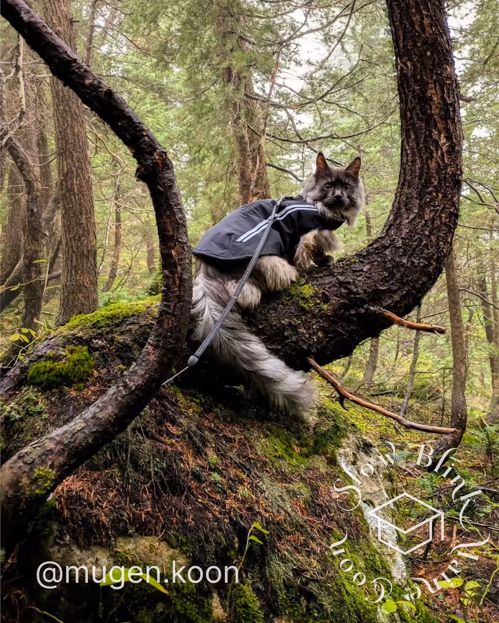 mugen.koon | blue smoke maine coon | male | ems code mco as | dec 2024 | idx 77 Customer Pictures of their Maine Coon Cats and Kittens who "Graduated" from SlowBlink MaineCoons > mugen.koon | blue smoke maine coon | male | ems code mco as | dec 2024 | idx 77 | leash walk