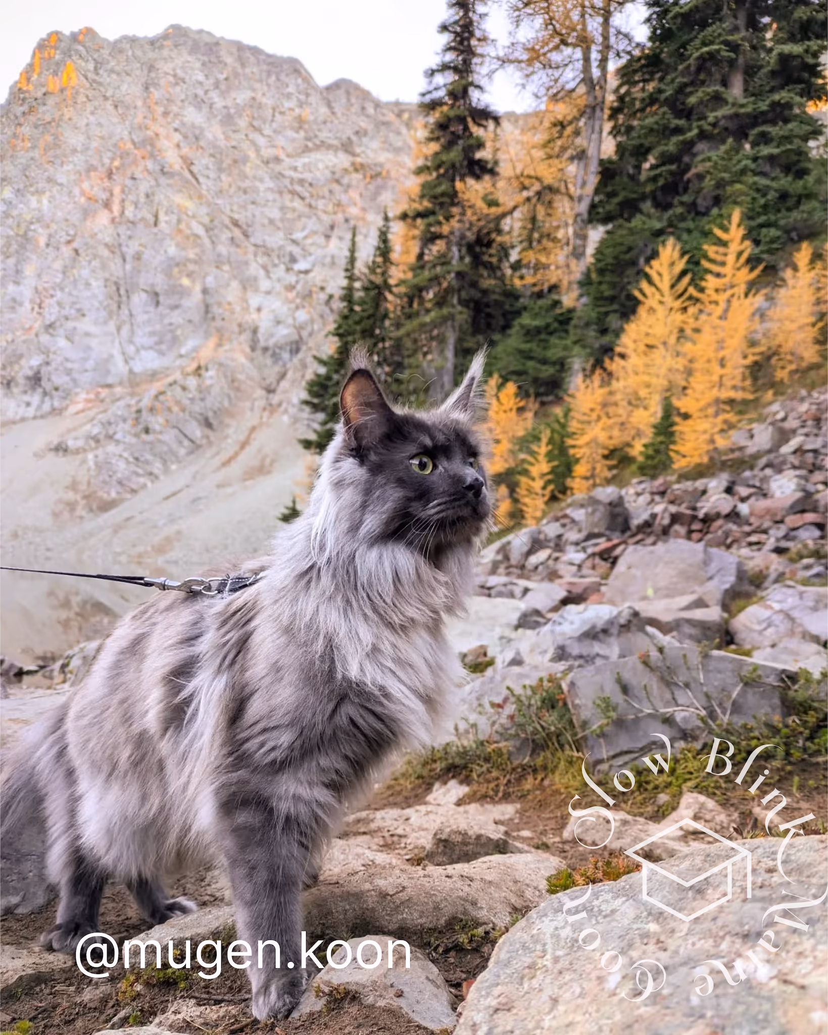 mugen.koon | blue smoke maine coon | male | ems code mco as | dec 2024 | idx 78 Customer Pictures of their Maine Coon Cats and Kittens who "Graduated" from SlowBlink MaineCoons > mugen.koon | blue smoke maine coon | male | ems code mco as | dec 2024 | idx 78 | leash walk