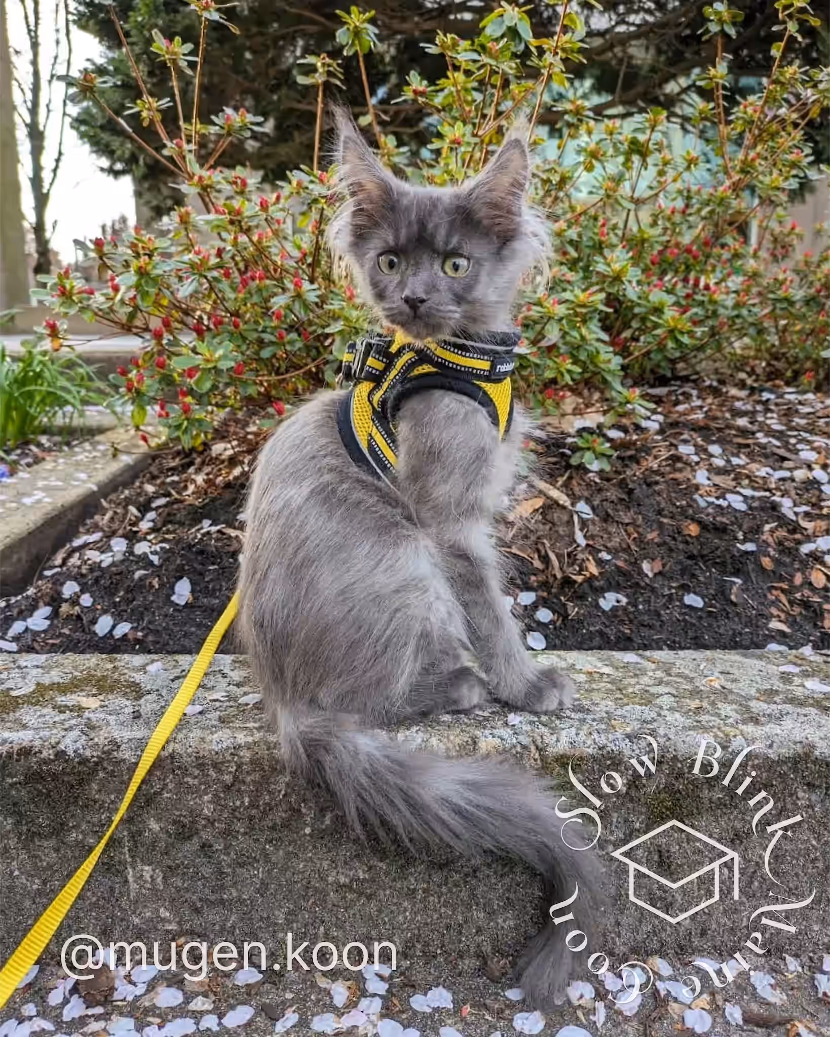mugen.koon | blue smoke maine coon | male | ems code mco as | dec 2024 | idx 88 Customer Pictures of their Maine Coon Cats and Kittens who "Graduated" from SlowBlink MaineCoons > mugen.koon | blue smoke maine coon | male | ems code mco as | dec 2024 | idx 88 | leash walk training