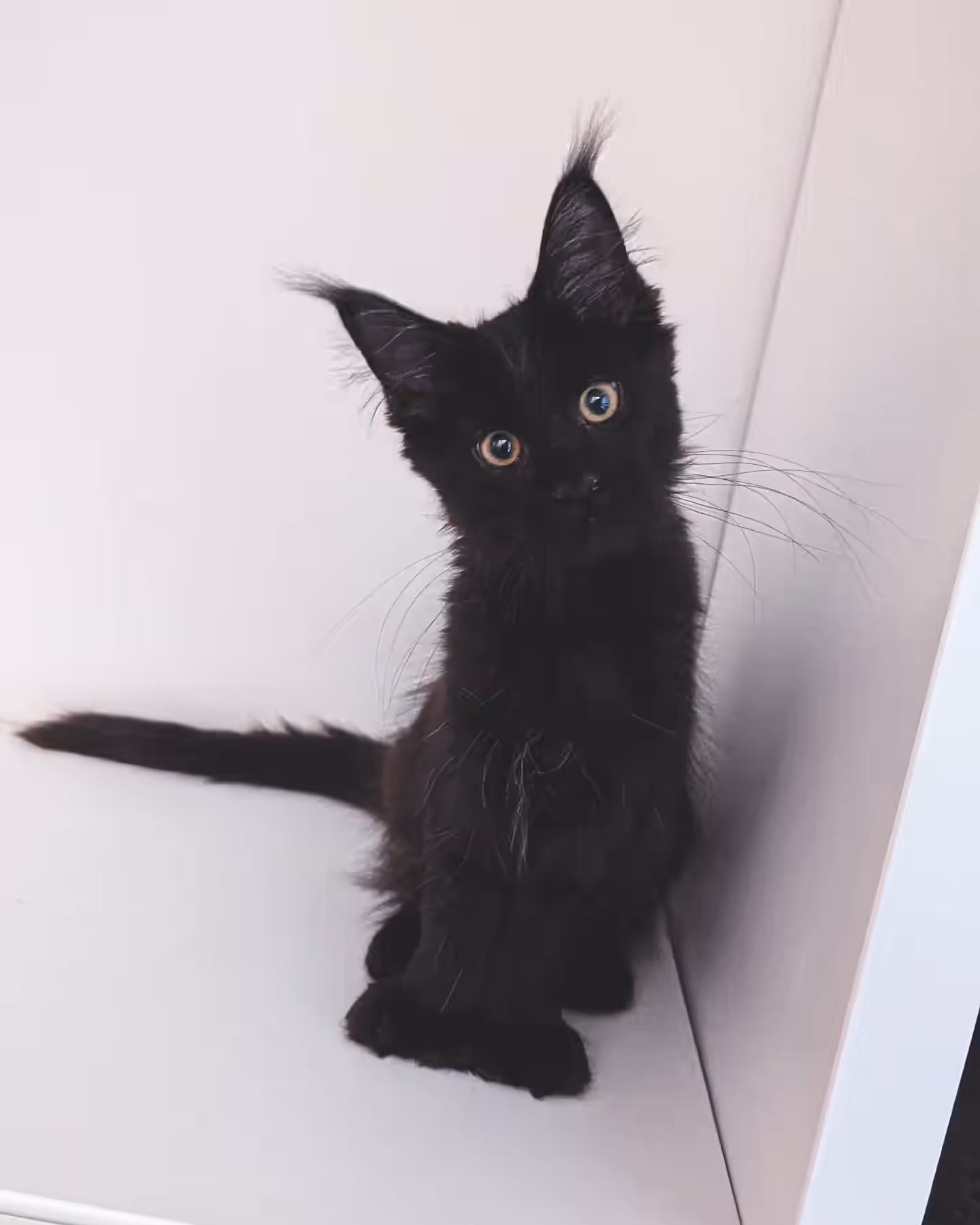 named misszenacat | black maine coon | female | age 4 months | taken feb 2025 | ems code n | customer graduate calgary alberta canada Customer Pictures of their Maine Coon Cats and Kittens who "Graduated" from SlowBlink MaineCoons > named misszenacat | black maine coon | female | age 4 months | taken feb 2025 | ems code n | customer graduate calgary alberta canada | 1