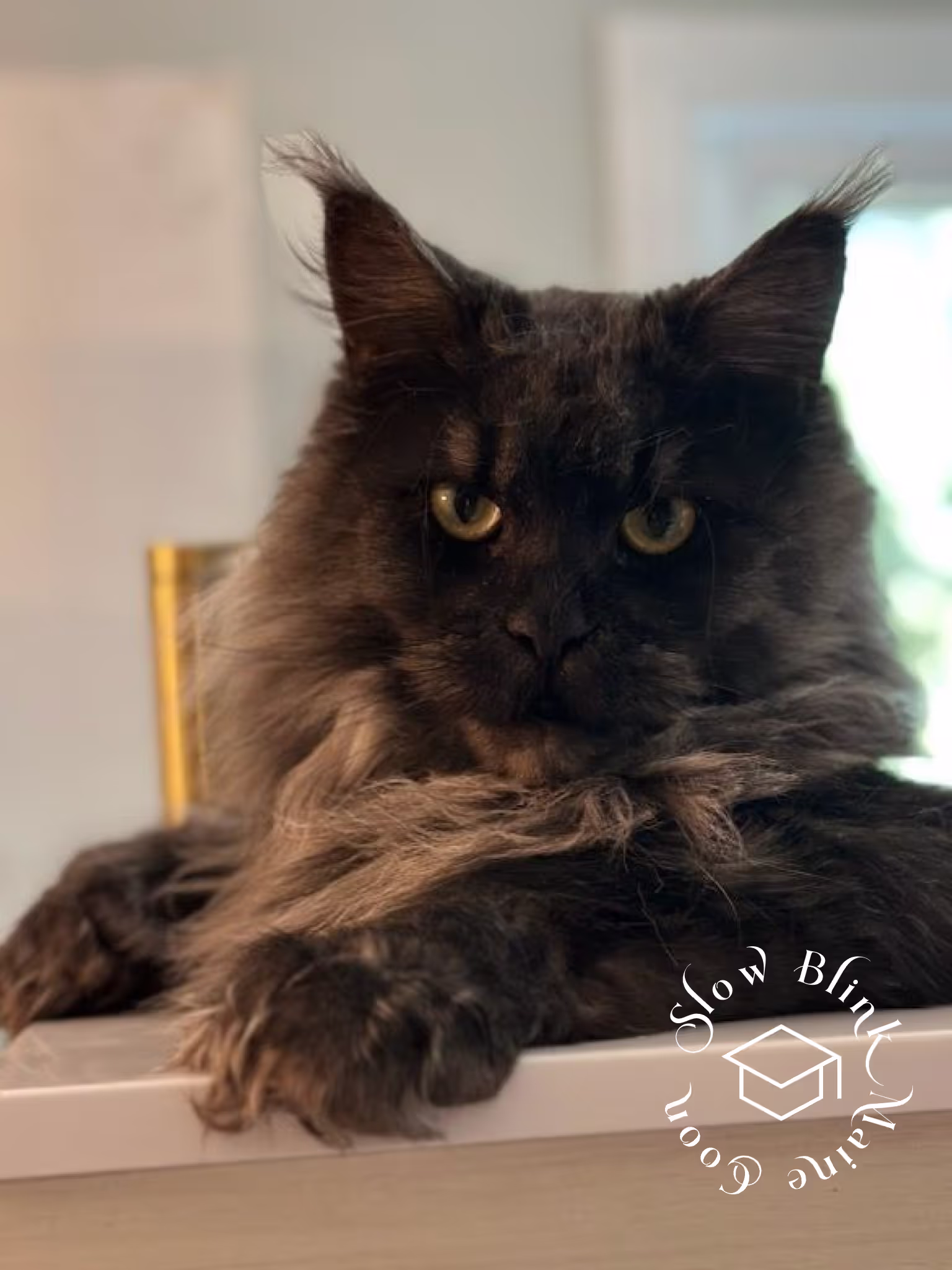 polydactyl | black smoke maine coon kitten | male | ems code mcp ns | taken 2024 Customer Pictures of their Maine Coon Cats and Kittens who "Graduated" from SlowBlink MaineCoons > polydactyl | black smoke maine coon kitten | male | ems code mcp ns | taken 2024 | age 5 months old