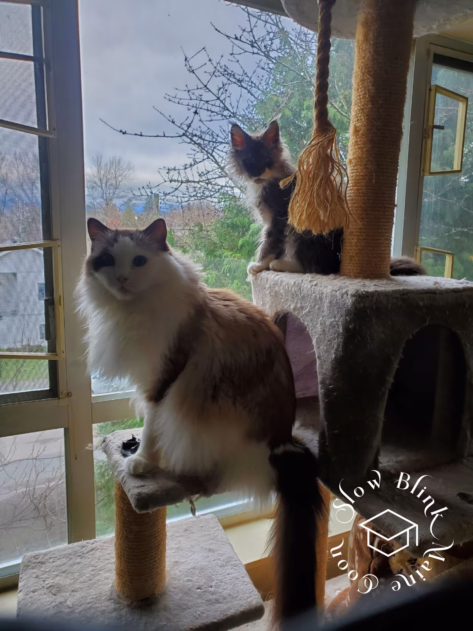 polydactyl bicolor | black smoke bicolor | maine coon kitten | ems code mcp ns 03 Customer Pictures of their Maine Coon Cats and Kittens who "Graduated" from SlowBlink MaineCoons > polydactyl bicolor | black smoke bicolor | maine coon kitten | ems code mcp ns 03 | idx01