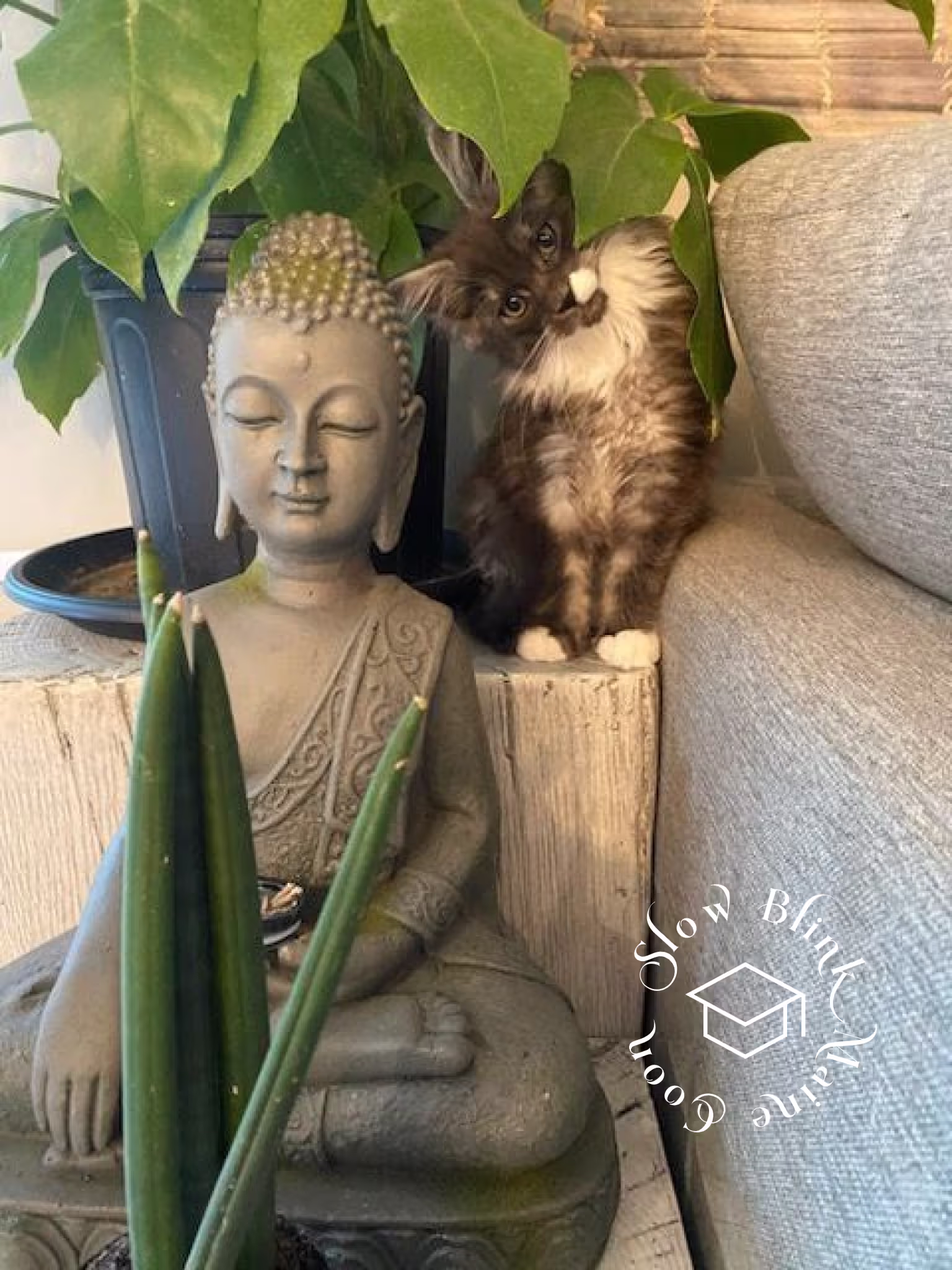 polydactyl bicolor | black smoke bicolor | maine coon kitten | ems code mcp ns 03 Customer Pictures of their Maine Coon Cats and Kittens who "Graduated" from SlowBlink MaineCoons > polydactyl bicolor | black smoke bicolor | maine coon kitten | ems code mcp ns 03 | idx02