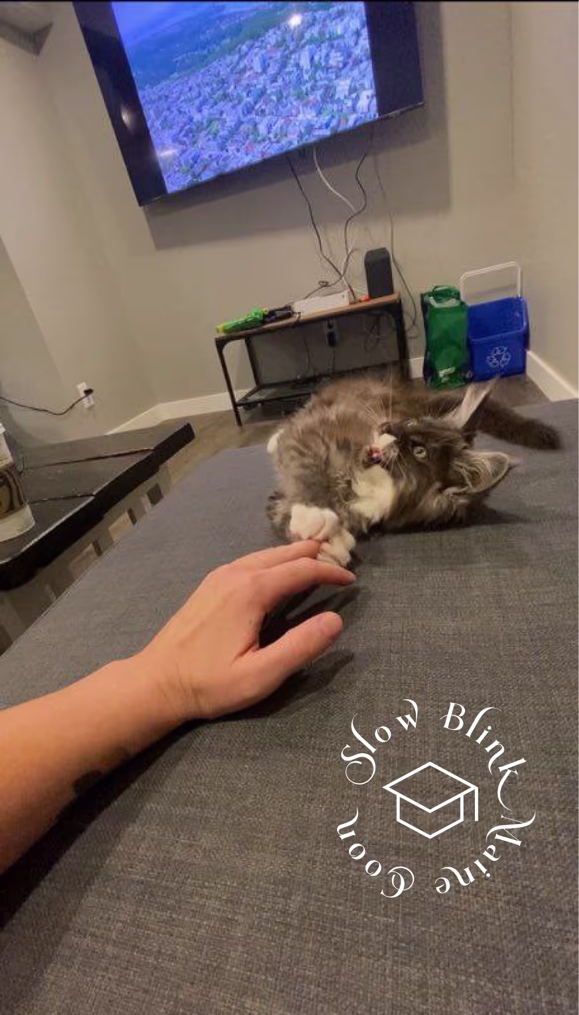 polydactyl bicolor | black smoke bicolor | maine coon kitten | ems code mcp ns 03 Customer Pictures of their Maine Coon Cats and Kittens who "Graduated" from SlowBlink MaineCoons > polydactyl bicolor | black smoke bicolor | maine coon kitten | ems code mcp ns 03 | idx03