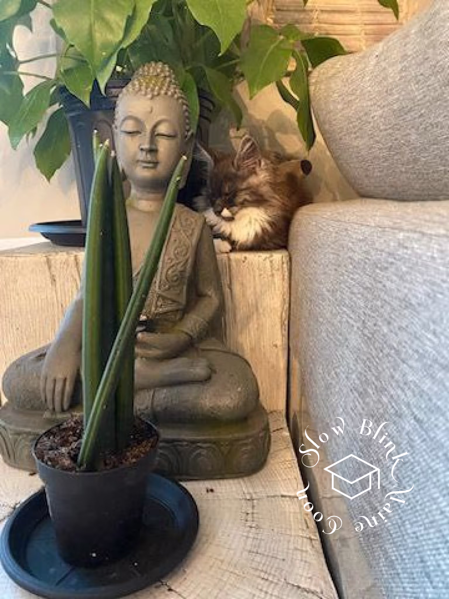 polydactyl bicolor | black smoke bicolor | maine coon kitten | ems code mcp ns 03 Customer Pictures of their Maine Coon Cats and Kittens who "Graduated" from SlowBlink MaineCoons > polydactyl bicolor | black smoke bicolor | maine coon kitten | ems code mcp ns 03 | idx04