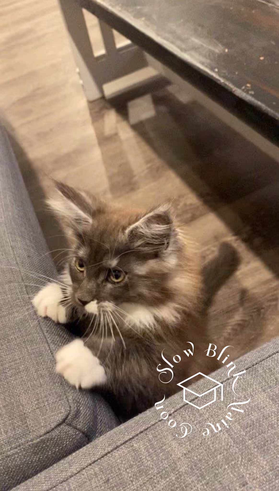 polydactyl bicolor | black smoke bicolor | maine coon kitten | ems code mcp ns 03 Customer Pictures of their Maine Coon Cats and Kittens who "Graduated" from SlowBlink MaineCoons > polydactyl bicolor | black smoke bicolor | maine coon kitten | ems code mcp ns 03 | idx05