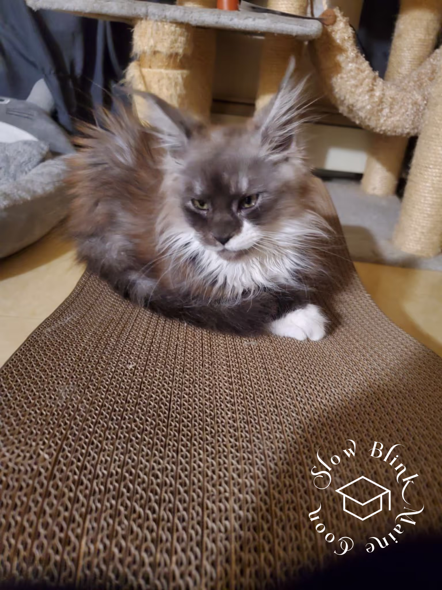 polydactyl bicolor | black smoke bicolor | maine coon kitten | ems code mcp ns 03 Customer Pictures of their Maine Coon Cats and Kittens who "Graduated" from SlowBlink MaineCoons > polydactyl bicolor | black smoke bicolor | maine coon kitten | ems code mcp ns 03 | idx06