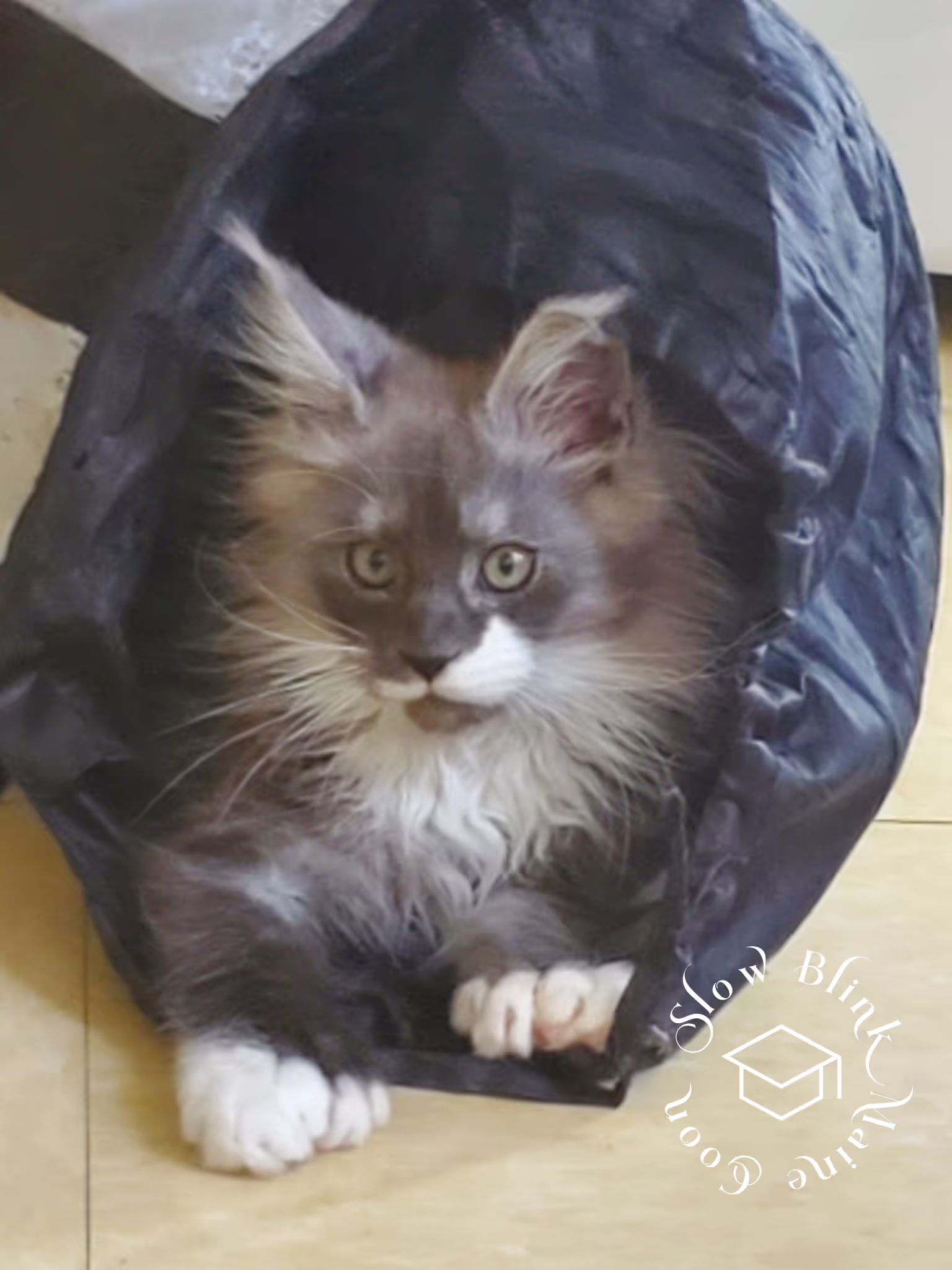 polydactyl bicolor | black smoke bicolor | maine coon kitten | ems code mcp ns 03 Customer Pictures of their Maine Coon Cats and Kittens who "Graduated" from SlowBlink MaineCoons > polydactyl bicolor | black smoke bicolor | maine coon kitten | ems code mcp ns 03 | idx07