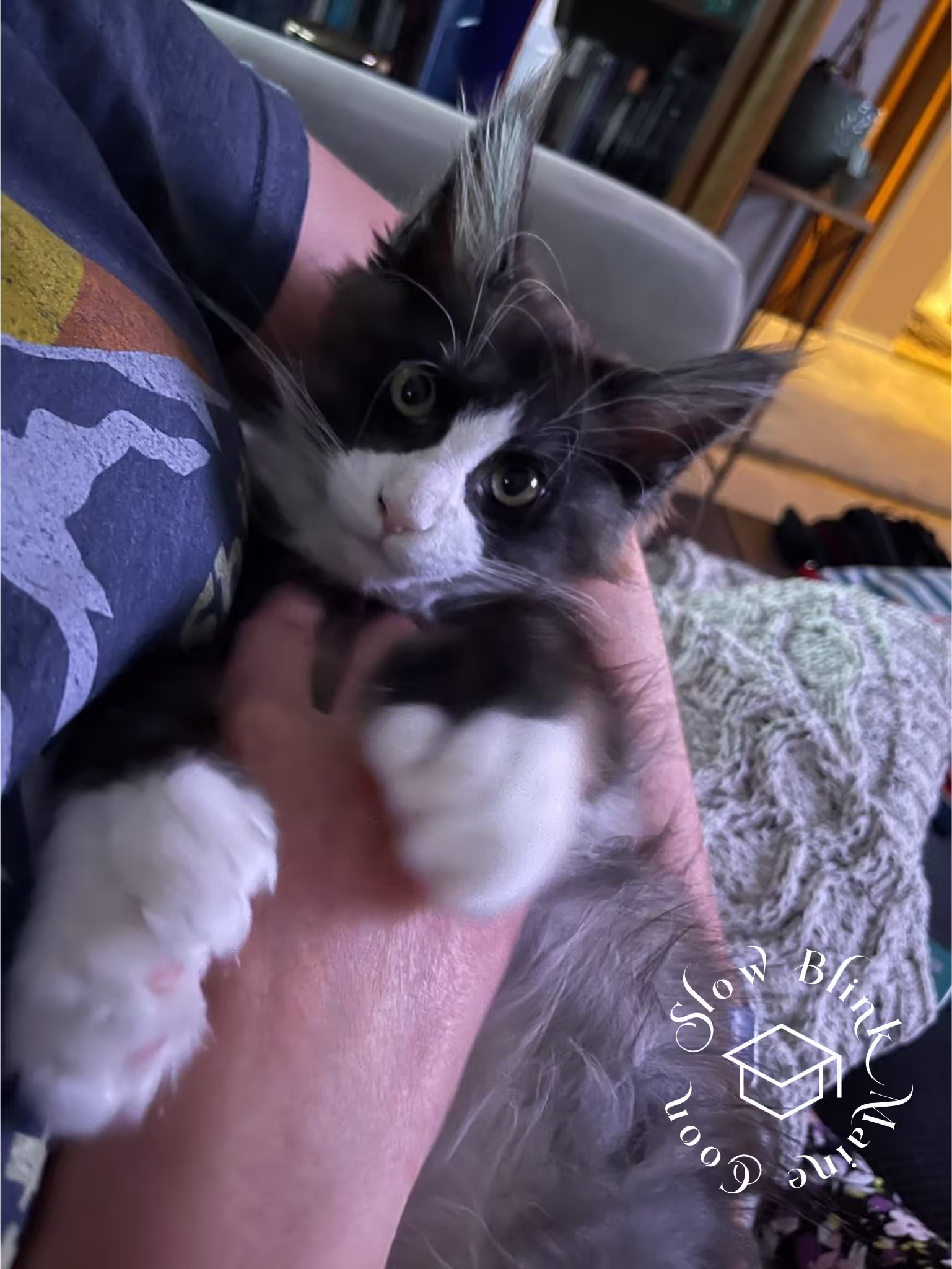 polydactyl bicolor | black smoke bicolor | maine coon kitten | ems code mcp ns 03 Customer Pictures of their Maine Coon Cats and Kittens who "Graduated" from SlowBlink MaineCoons > polydactyl bicolor | black smoke bicolor | maine coon kitten | ems code mcp ns 03 | idx09
