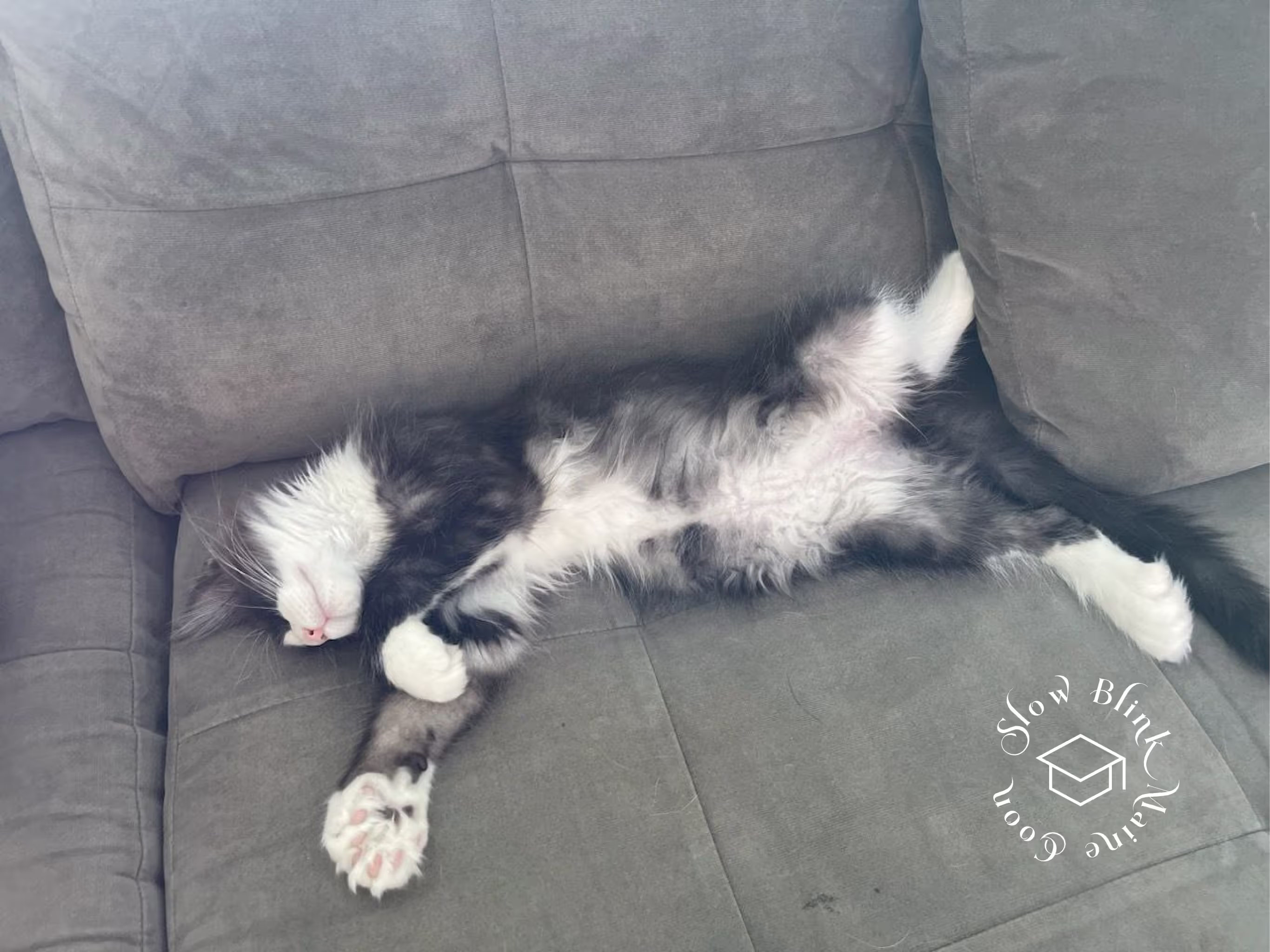 polydactyl bicolor | black smoke bicolor | maine coon kitten | ems code mcp ns 03 Customer Pictures of their Maine Coon Cats and Kittens who "Graduated" from SlowBlink MaineCoons > polydactyl bicolor | black smoke bicolor | maine coon kitten | ems code mcp ns 03 | idx10