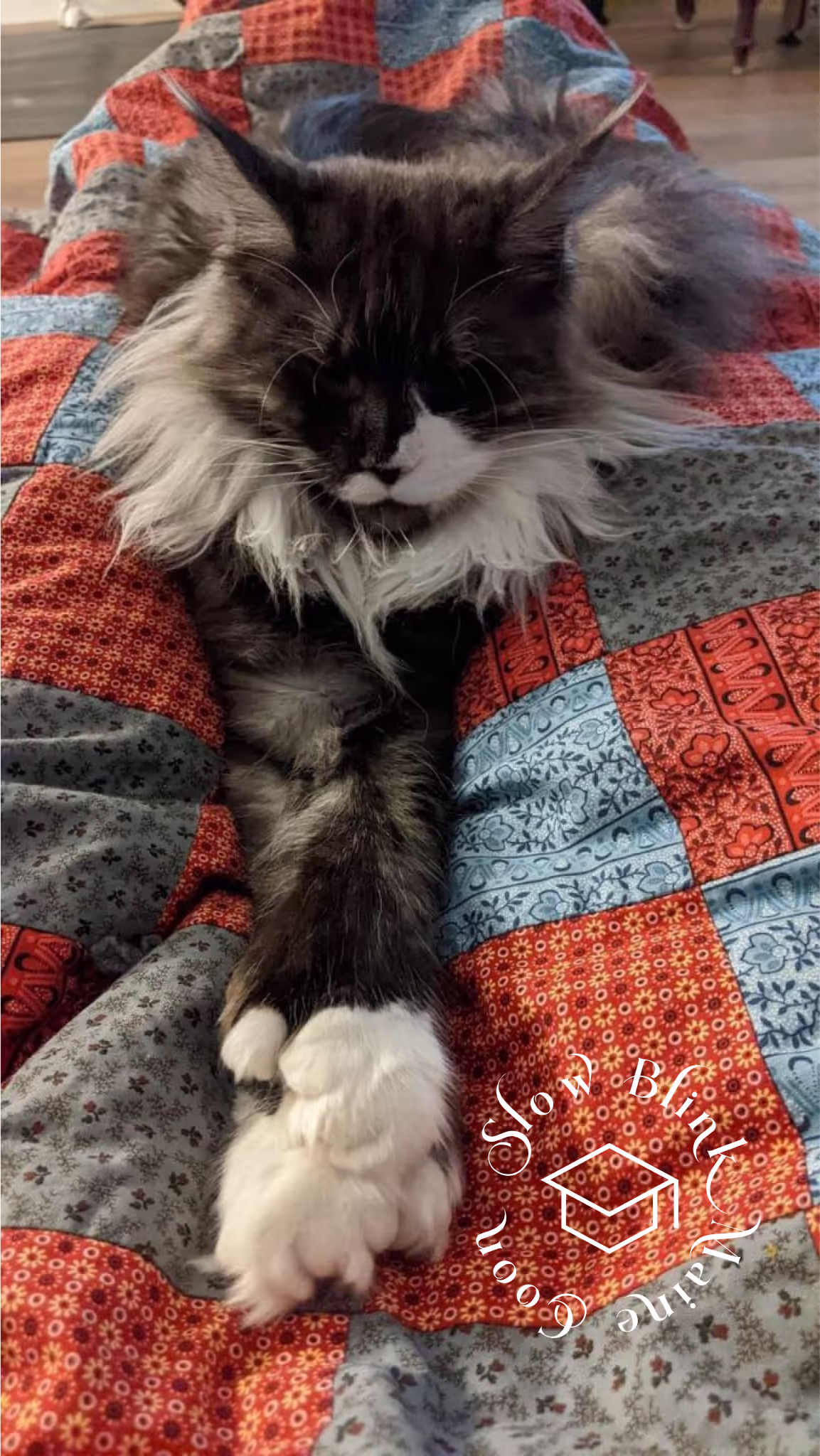 polydactyl bicolor | black smoke bicolor | maine coon kitten | ems code mcp ns 03 Customer Pictures of their Maine Coon Cats and Kittens who "Graduated" from SlowBlink MaineCoons > polydactyl bicolor | black smoke bicolor | maine coon kitten | ems code mcp ns 03 | idx12