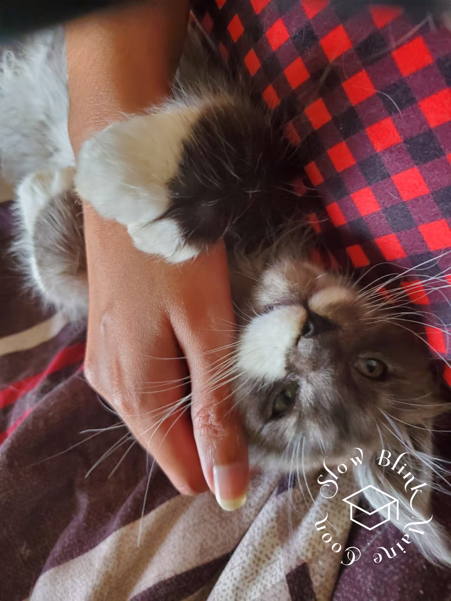 polydactyl bicolor | black smoke bicolor | maine coon kitten | ems code mcp ns 03 Customer Pictures of their Maine Coon Cats and Kittens who "Graduated" from SlowBlink MaineCoons > polydactyl bicolor | black smoke bicolor | maine coon kitten | ems code mcp ns 03 | idx13