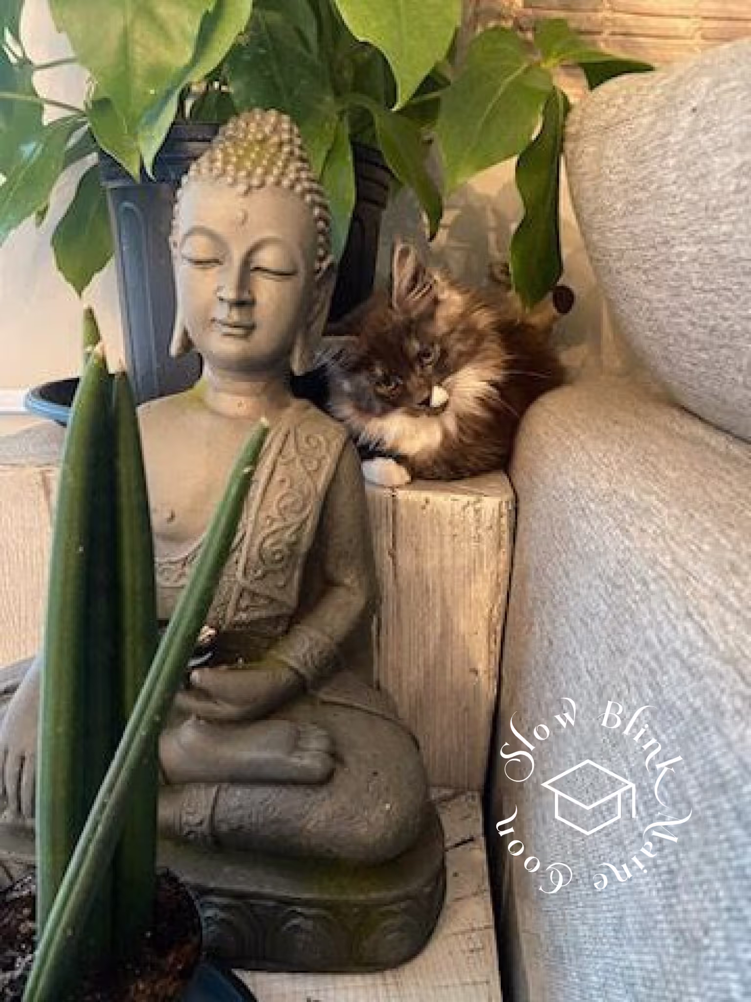 polydactyl bicolor | black smoke bicolor | maine coon kitten | ems code mcp ns 03 Customer Pictures of their Maine Coon Cats and Kittens who "Graduated" from SlowBlink MaineCoons > polydactyl bicolor | black smoke bicolor | maine coon kitten | ems code mcp ns 03 | idx14
