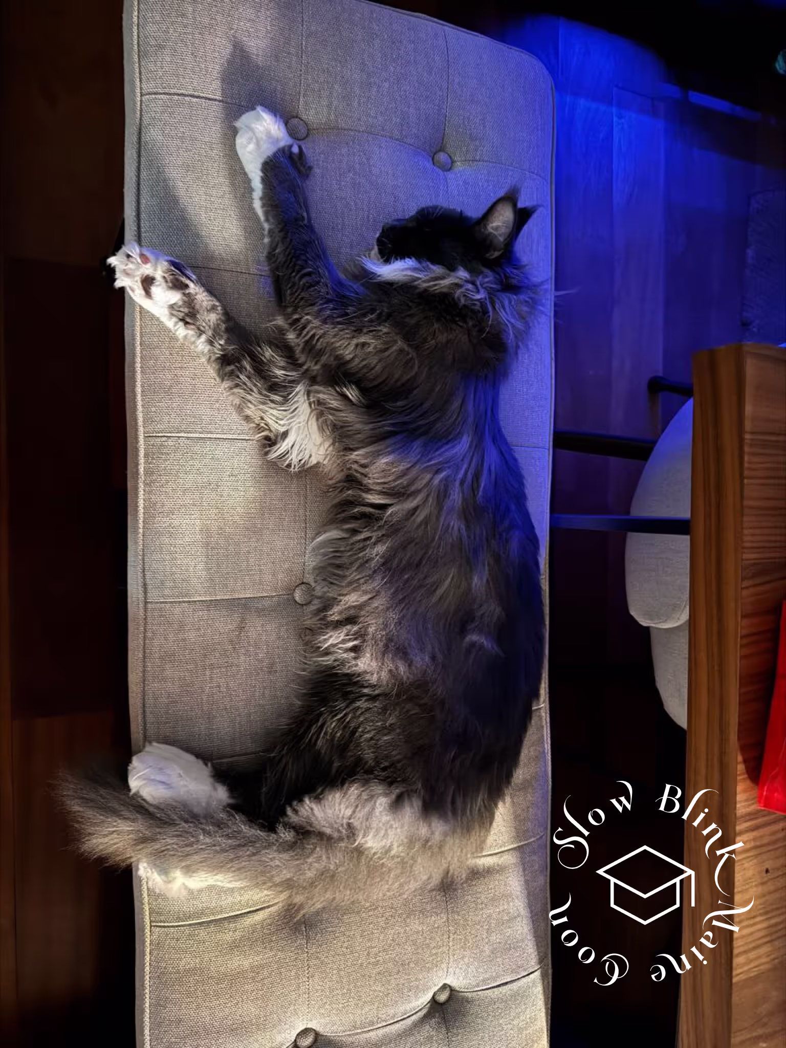 polydactyl bicolor | black smoke bicolor | maine coon kitten | ems code mcp ns 03 Customer Pictures of their Maine Coon Cats and Kittens who "Graduated" from SlowBlink MaineCoons > polydactyl bicolor | black smoke bicolor | maine coon kitten | ems code mcp ns 03 | idx15