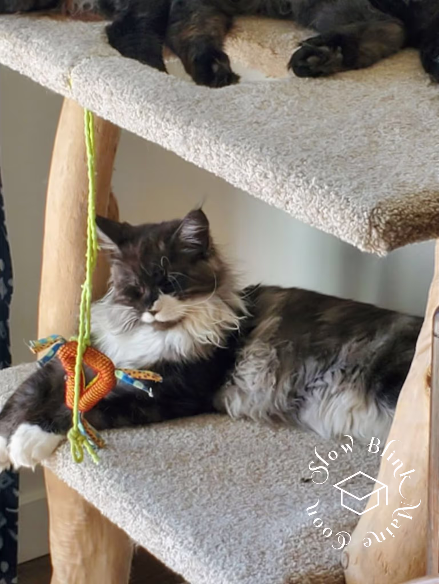 polydactyl bicolor | black smoke bicolor | maine coon kitten | ems code mcp ns 03 Customer Pictures of their Maine Coon Cats and Kittens who "Graduated" from SlowBlink MaineCoons > polydactyl bicolor | black smoke bicolor | maine coon kitten | ems code mcp ns 03 | idx16