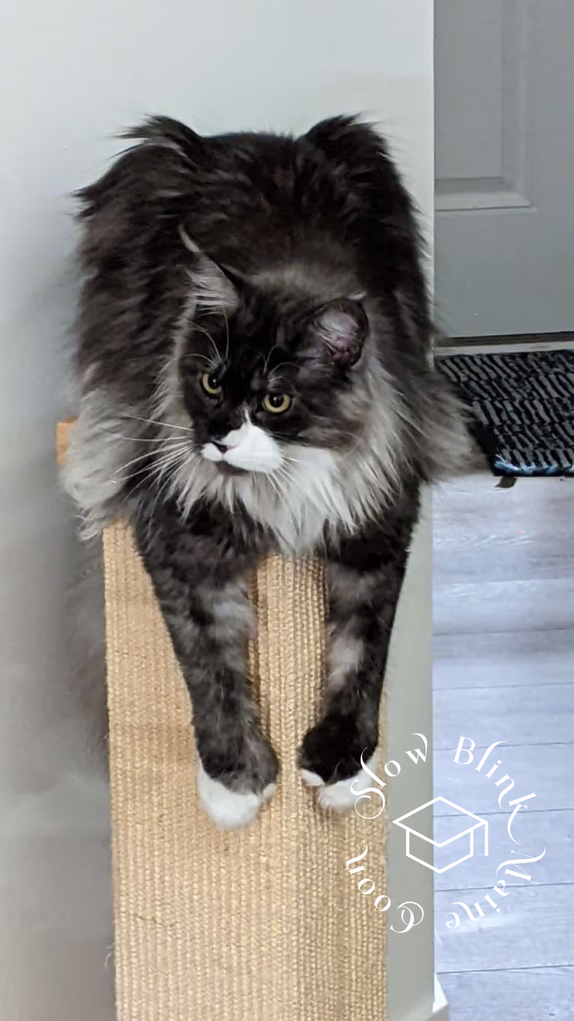 polydactyl bicolor | black smoke bicolor | maine coon kitten | ems code mcp ns 03 Customer Pictures of their Maine Coon Cats and Kittens who "Graduated" from SlowBlink MaineCoons > polydactyl bicolor | black smoke bicolor | maine coon kitten | ems code mcp ns 03 | idx17