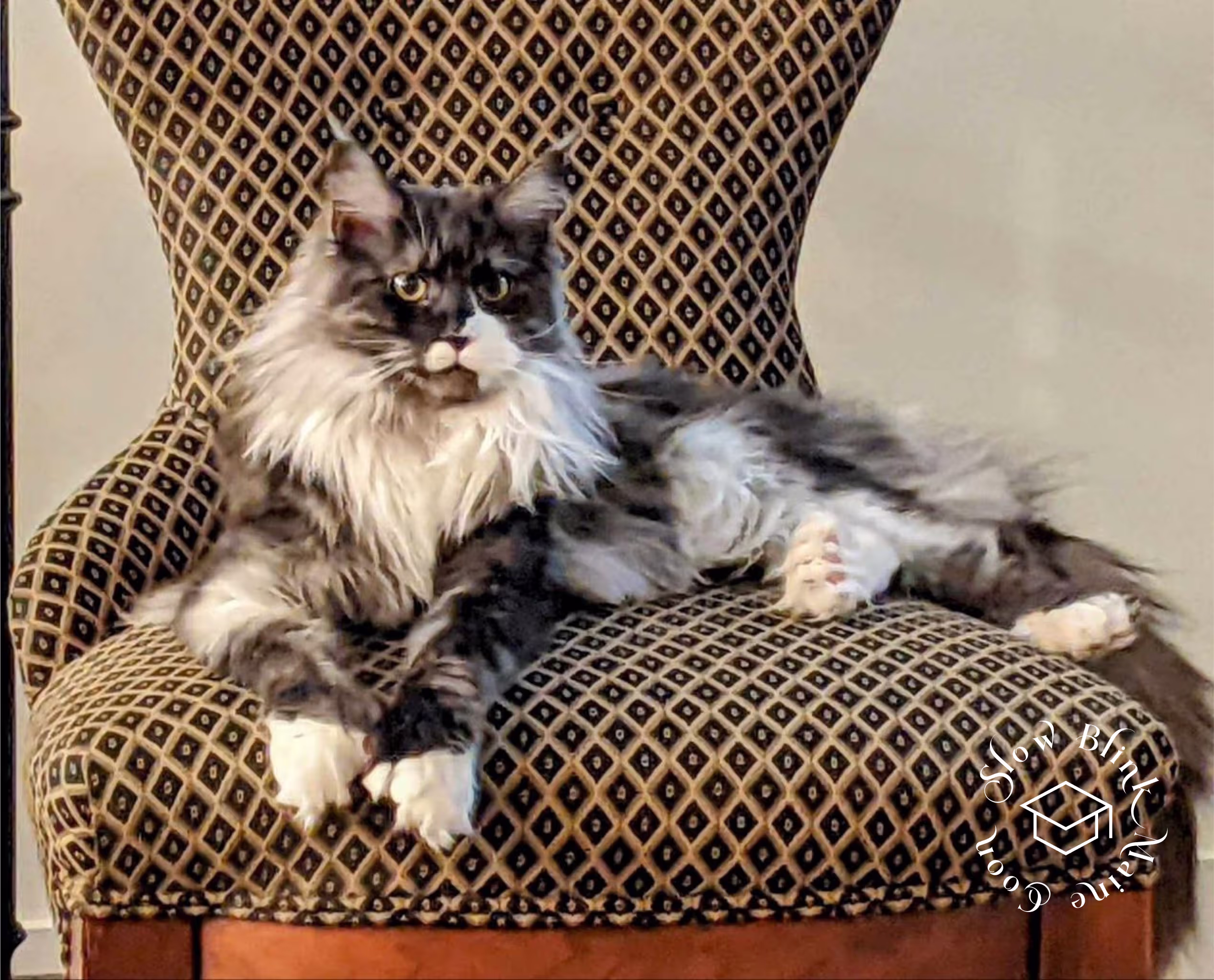 polydactyl bicolor | black smoke bicolor | maine coon kitten | ems code mcp ns 03 Customer Pictures of their Maine Coon Cats and Kittens who "Graduated" from SlowBlink MaineCoons > polydactyl bicolor | black smoke bicolor | maine coon kitten | ems code mcp ns 03 | idx18