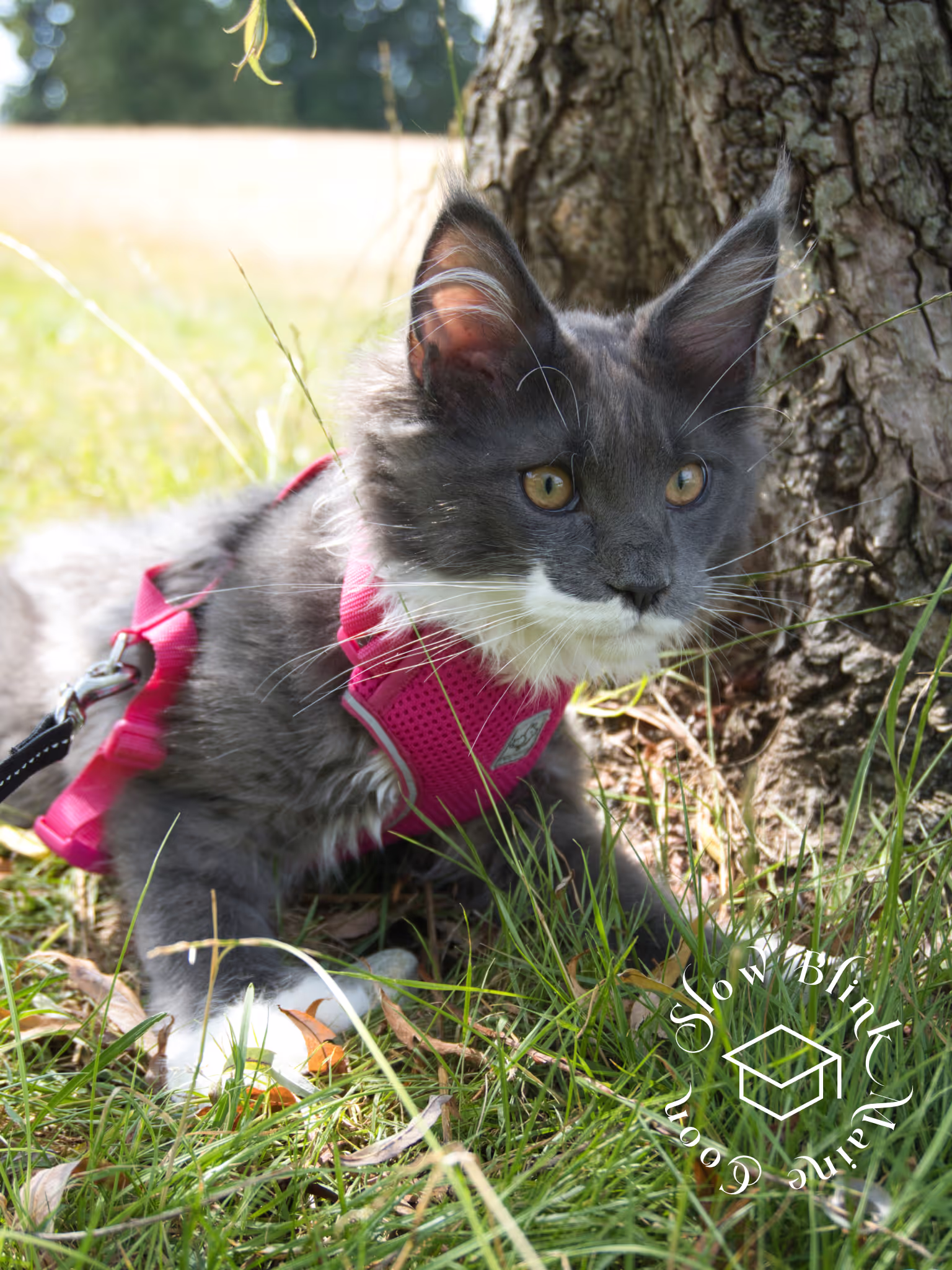 polydactyl bicolor maine coon kitten | male | blue smoke bicolor | ems code mcp as 03 | age 1 year old | name t rhett Customer Pictures of their Maine Coon Cats and Kittens who "Graduated" from SlowBlink MaineCoons > polydactyl bicolor maine coon kitten | male | blue smoke bicolor | ems code mcp as 03 | age 1 year old | name t rhett | idx02