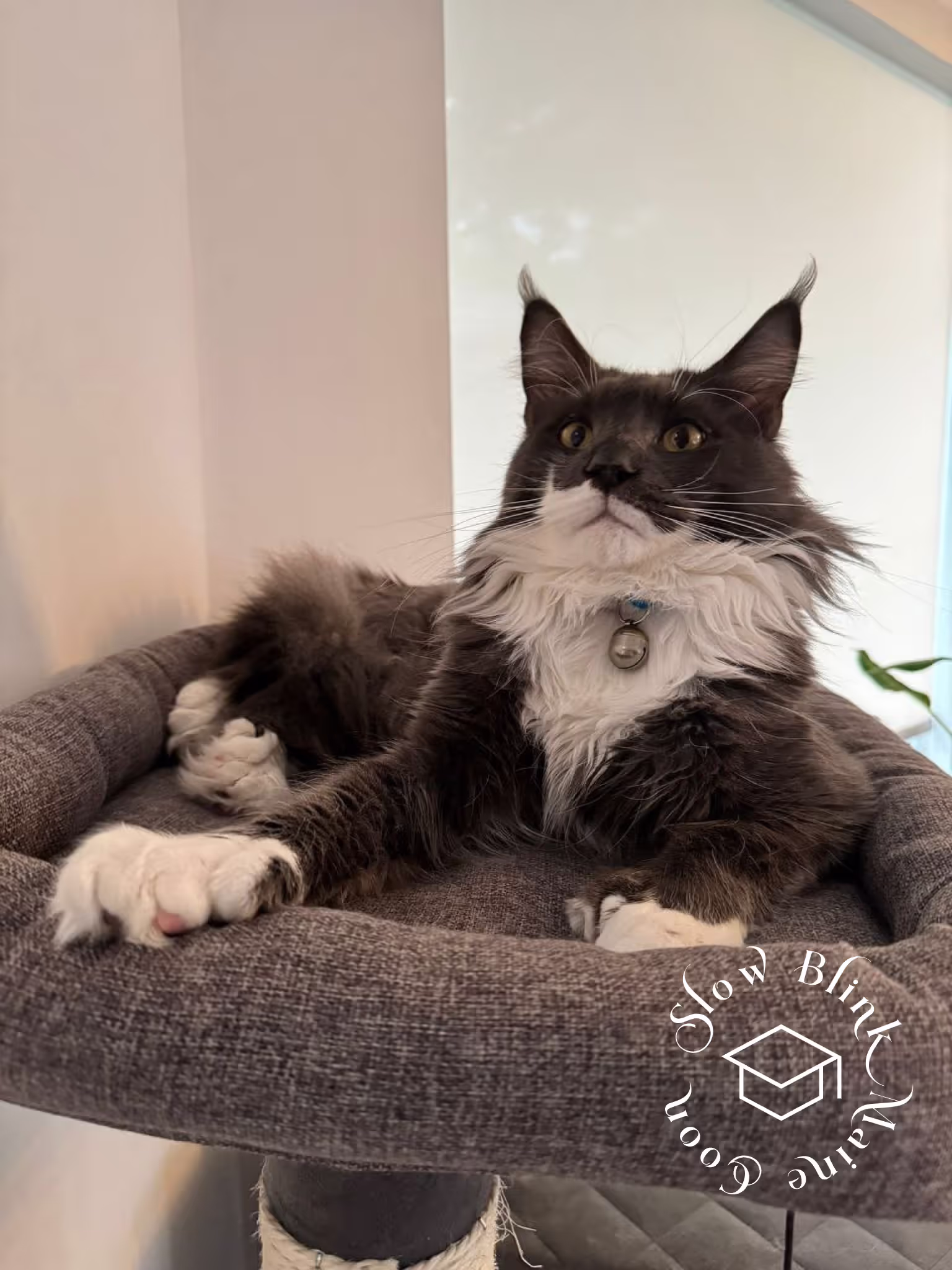 polydactyl bicolor maine coon kitten | male | blue smoke bicolor | ems code mcp as 03 | age 1 year old | name t rhett Customer Pictures of their Maine Coon Cats and Kittens who "Graduated" from SlowBlink MaineCoons > polydactyl bicolor maine coon kitten | male | blue smoke bicolor | ems code mcp as 03 | age 1 year old | name t rhett | idx03