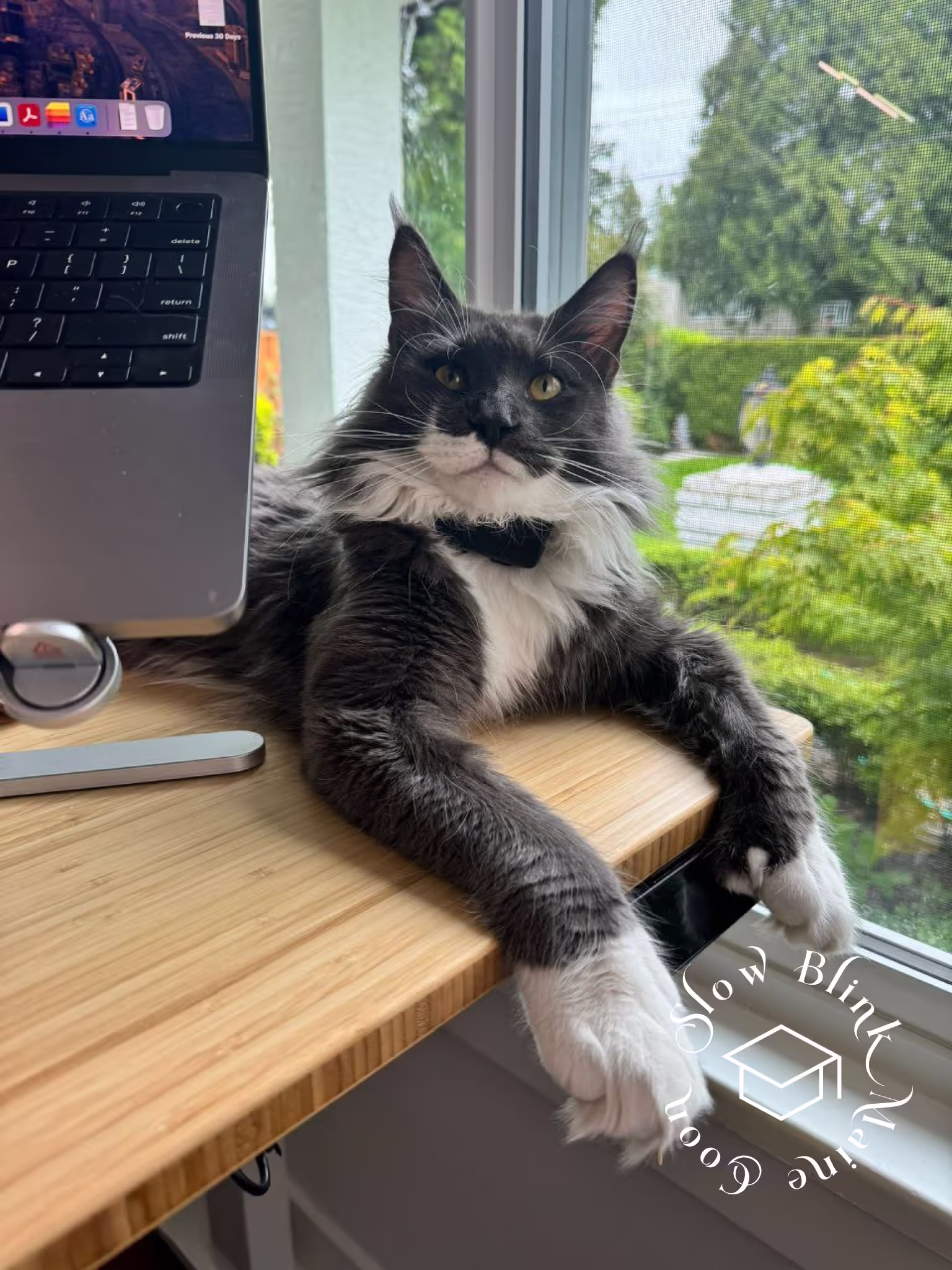 polydactyl bicolor maine coon kitten | male | blue smoke bicolor | ems code mcp as 03 | age 1 year old | name t rhett Customer Pictures of their Maine Coon Cats and Kittens who "Graduated" from SlowBlink MaineCoons > polydactyl bicolor maine coon kitten | male | blue smoke bicolor | ems code mcp as 03 | age 1 year old | name t rhett | idx05