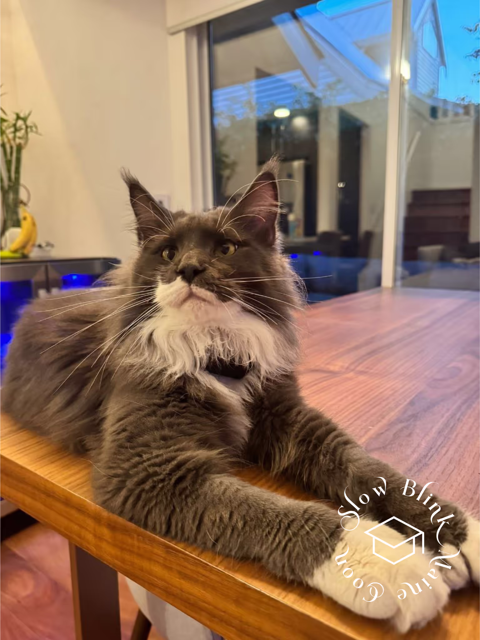 polydactyl bicolor maine coon kitten | male | blue smoke bicolor | ems code mcp as 03 | age 1 year old | name t rhett Customer Pictures of their Maine Coon Cats and Kittens who "Graduated" from SlowBlink MaineCoons > polydactyl bicolor maine coon kitten | male | blue smoke bicolor | ems code mcp as 03 | age 1 year old | name t rhett | idx07