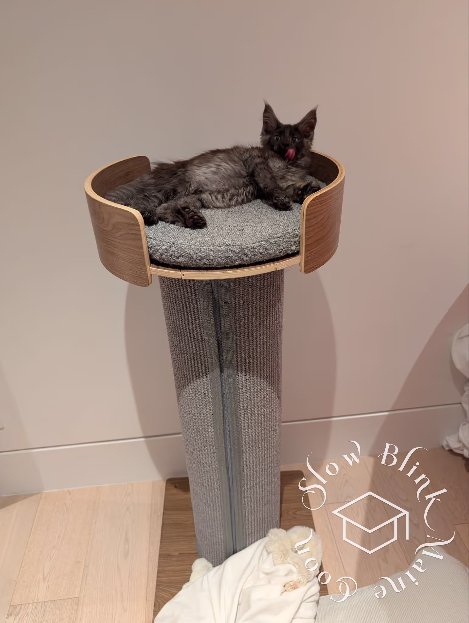 polydactyl black smoke maine coon kitten | taken dec 2024 | photogropher steven | taken in yaletown downtown vancouver bc canada | ems code mcp ns | kitten laying in large cat tree | age 14 weeks | male Customer Pictures of their Maine Coon Cats and Kittens who "Graduated" from SlowBlink MaineCoons > polydactyl black smoke maine coon kitten | taken dec 2024 | photogropher steven | taken in yaletown downtown vancouver bc canada | ems code mcp ns | kitten laying in large cat tree | age 14 weeks | male | poly