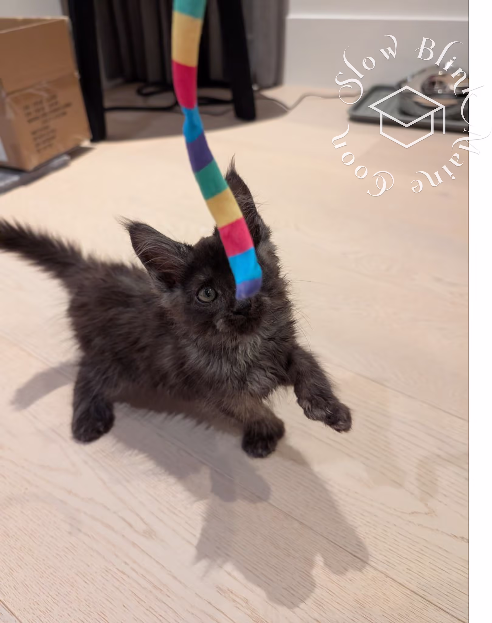 polydactyl black smoke maine coon kitten | taken dec 2024 | photogropher steven | taken in yaletown downtown vancouver bc canada | ems code mcp ns | kitten playing | age 14 weeks | male Customer Pictures of their Maine Coon Cats and Kittens who "Graduated" from SlowBlink MaineCoons > polydactyl black smoke maine coon kitten | taken dec 2024 | photogropher steven | taken in yaletown downtown vancouver bc canada | ems code mcp ns | kitten playing | age 14 weeks | male | poly