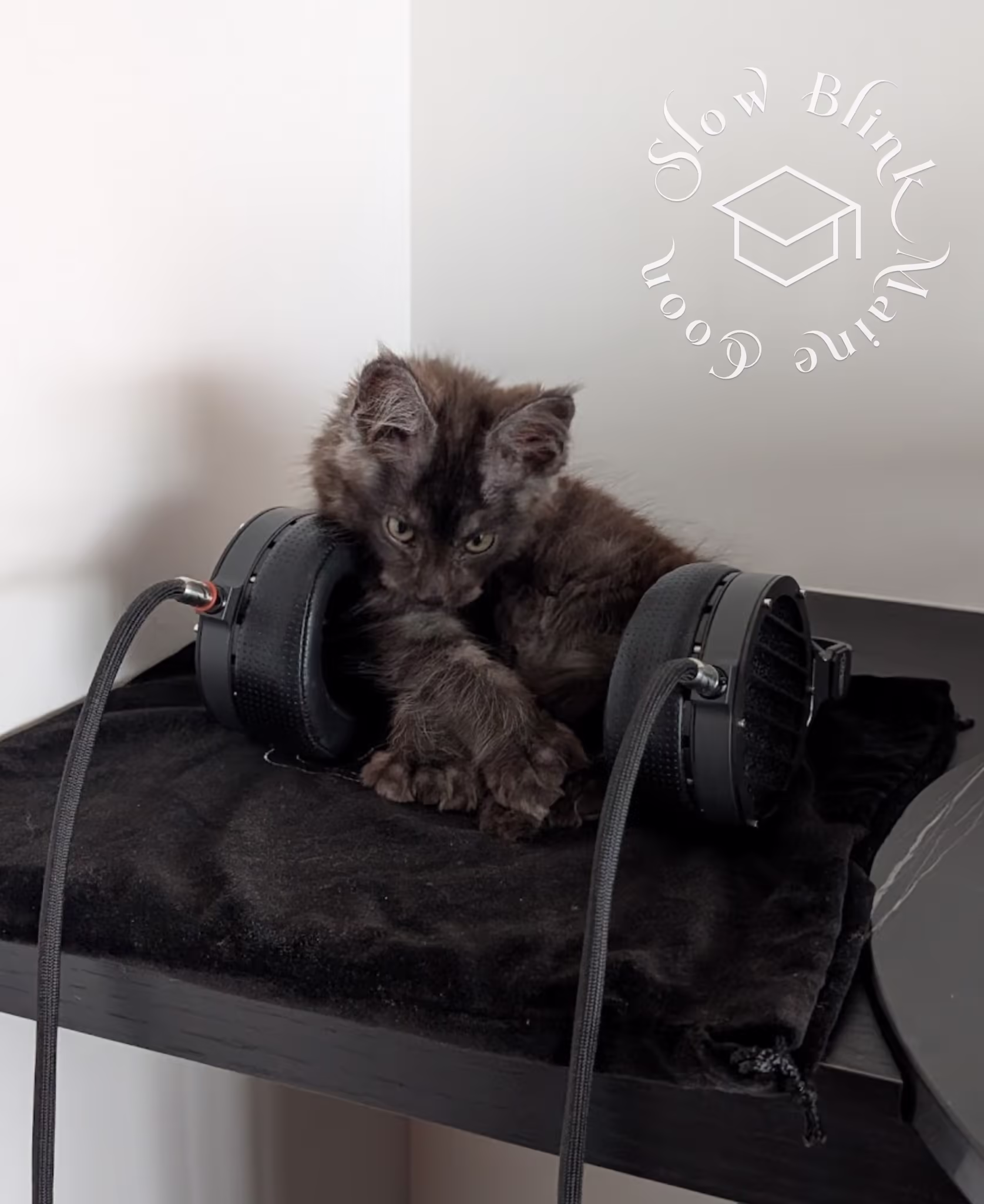 polydactyl black smoke maine coon kitten | taken dec 2024 | photogropher steven | taken in yaletown downtown vancouver bc canada | ems code mcp ns | kitten sitting between headphones | age 14 weeks | male Customer Pictures of their Maine Coon Cats and Kittens who "Graduated" from SlowBlink MaineCoons > polydactyl black smoke maine coon kitten | taken dec 2024 | photogropher steven | taken in yaletown downtown vancouver bc canada | ems code mcp ns | kitten sitting between headphones | age 14 weeks | male | poly