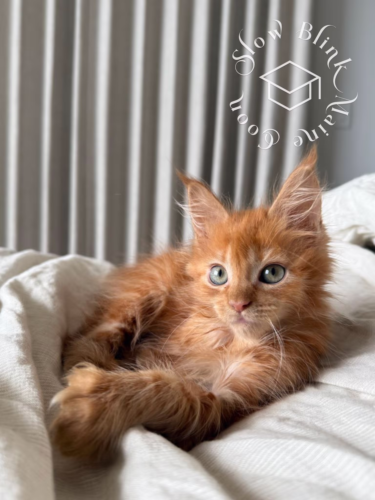polydactyl red tabby maine coon kitten | poly | female | age 14 weeks old | taken dec 2024 Customer Pictures of their Maine Coon Cats and Kittens who "Graduated" from SlowBlink MaineCoons > polydactyl red tabby maine coon kitten | poly | female | age 14 weeks old | taken dec 2024 | idx 2