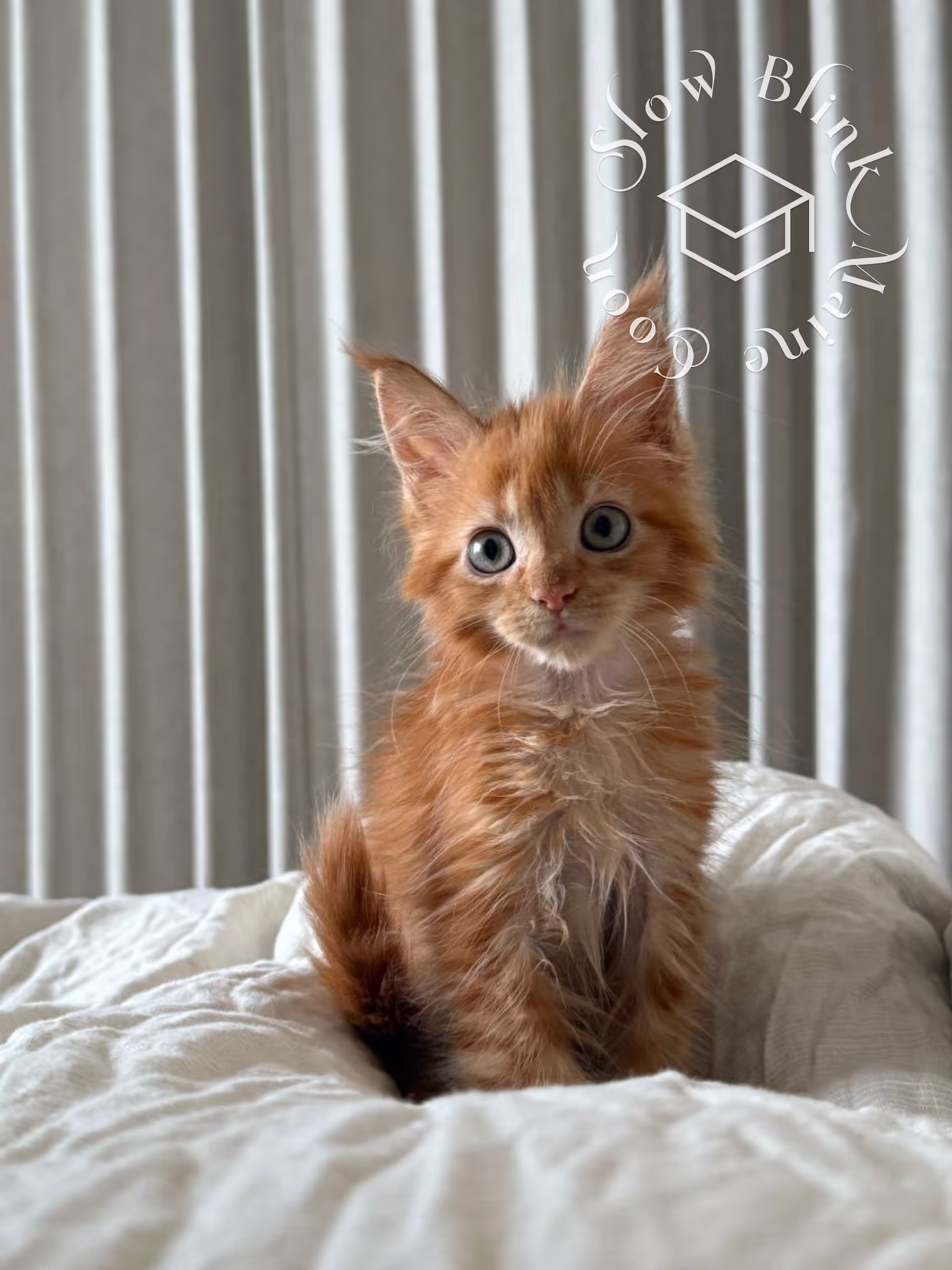 polydactyl red tabby maine coon kitten | poly | female | age 14 weeks old | taken dec 2024 Customer Pictures of their Maine Coon Cats and Kittens who "Graduated" from SlowBlink MaineCoons > polydactyl red tabby maine coon kitten | poly | female | age 14 weeks old | taken dec 2024 | idx 3