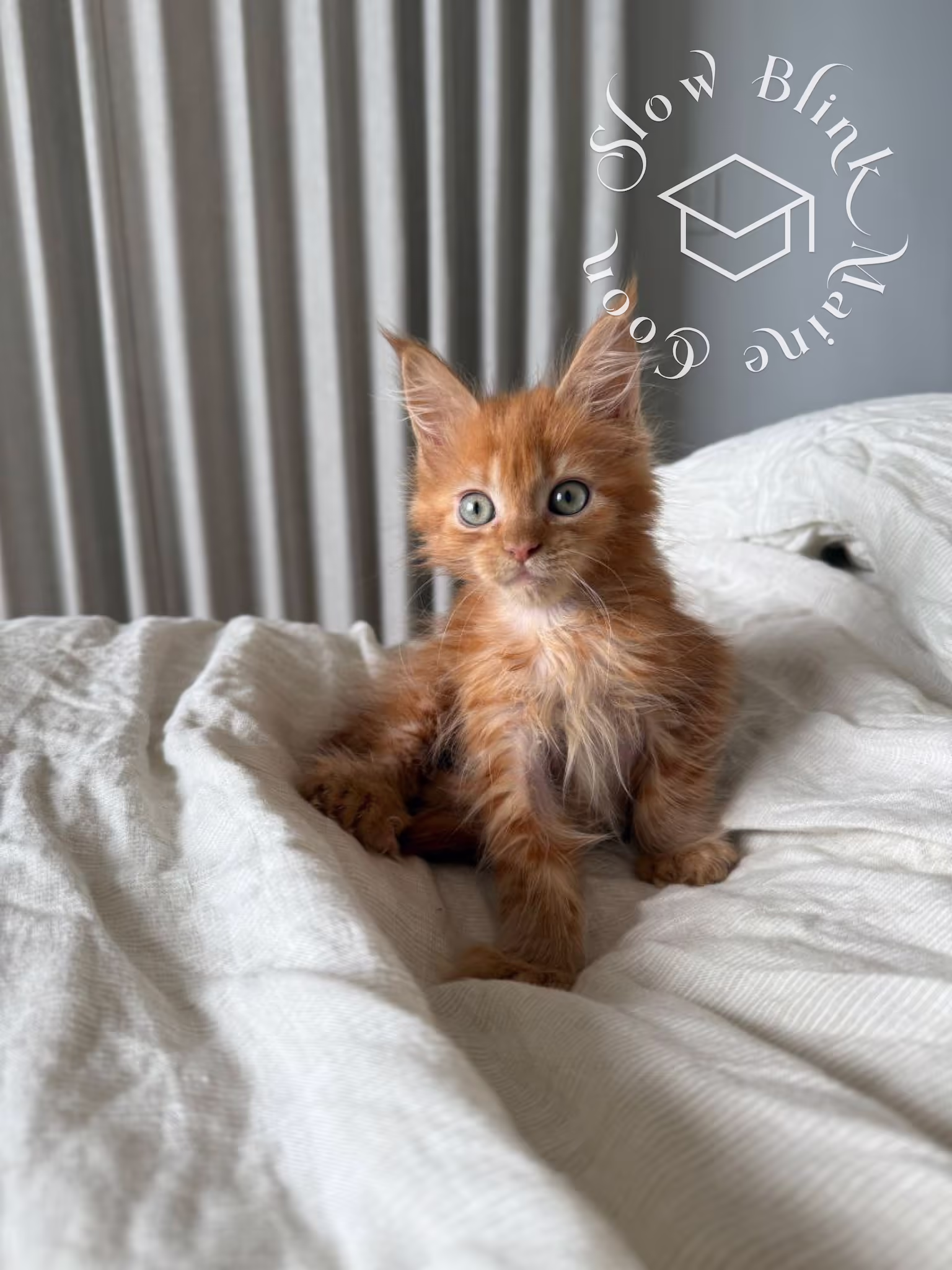 polydactyl red tabby maine coon kitten | poly | female | age 14 weeks old | taken dec 2024 Customer Pictures of their Maine Coon Cats and Kittens who "Graduated" from SlowBlink MaineCoons > polydactyl red tabby maine coon kitten | poly | female | age 14 weeks old | taken dec 2024 | idx 4