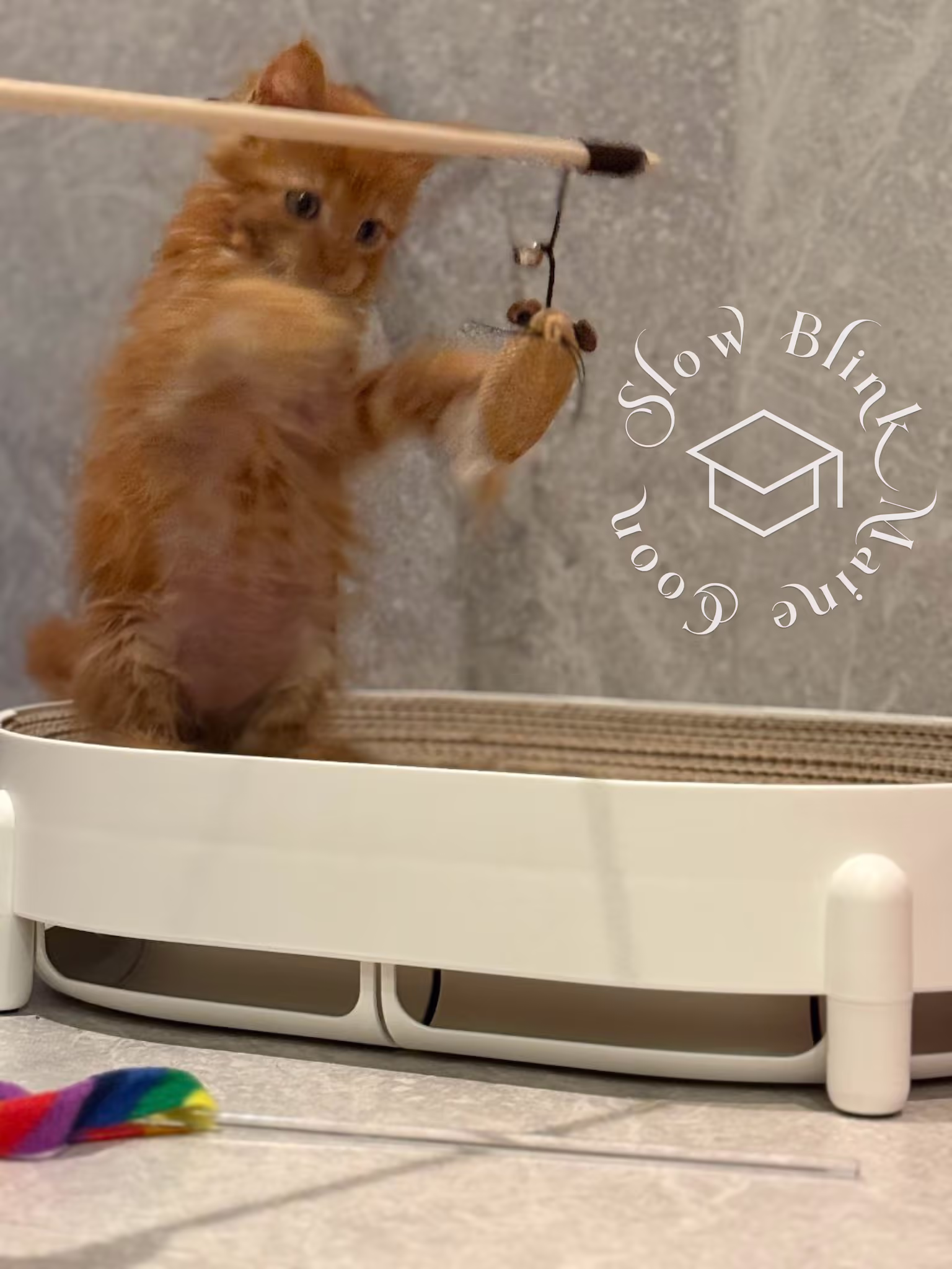 polydactyl red tabby maine coon kitten | poly | female | age 14 weeks old | taken dec 2024 Customer Pictures of their Maine Coon Cats and Kittens who "Graduated" from SlowBlink MaineCoons > polydactyl red tabby maine coon kitten | poly | female | age 14 weeks old | taken dec 2024 | idx 8
