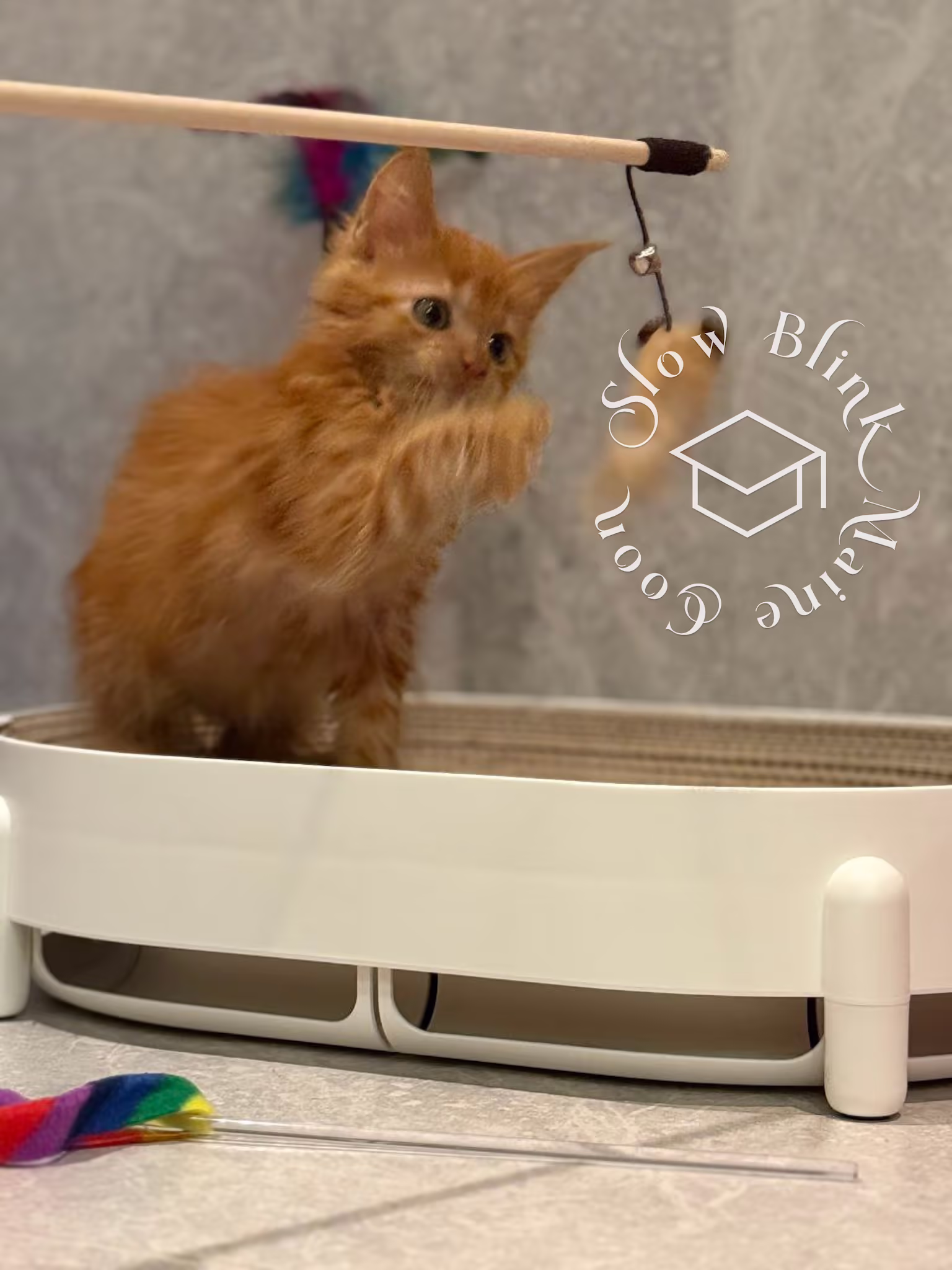 polydactyl red tabby maine coon kitten | poly | female | age 14 weeks old | taken dec 2024 Customer Pictures of their Maine Coon Cats and Kittens who "Graduated" from SlowBlink MaineCoons > polydactyl red tabby maine coon kitten | poly | female | age 14 weeks old | taken dec 2024 | playing with wand