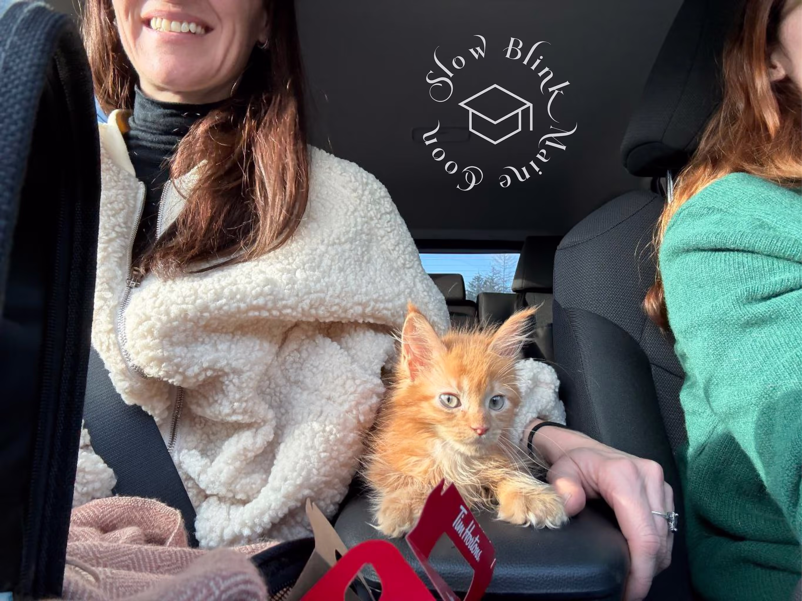 polydactyl red tabby maine coon kitten | poly | female | age 14 weeks old | traveling in car driving Customer Pictures of their Maine Coon Cats and Kittens who "Graduated" from SlowBlink MaineCoons > polydactyl red tabby maine coon kitten | poly | female | age 14 weeks old | traveling in car driving | taken dec 2024