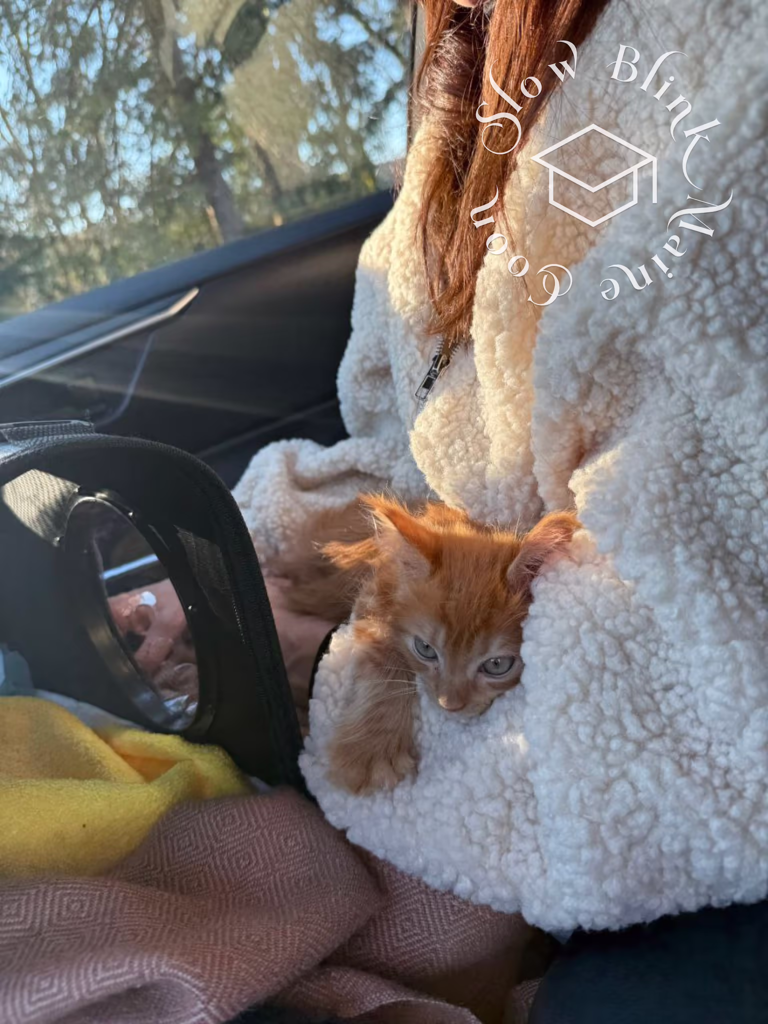 polydactyl red tabby maine coon kitten | poly | female | being held cuddling driving | age 14 weeks old | taken dec 2024 Customer Pictures of their Maine Coon Cats and Kittens who "Graduated" from SlowBlink MaineCoons > polydactyl red tabby maine coon kitten | poly | female | being held cuddling driving | age 14 weeks old | taken dec 2024 | idx 1