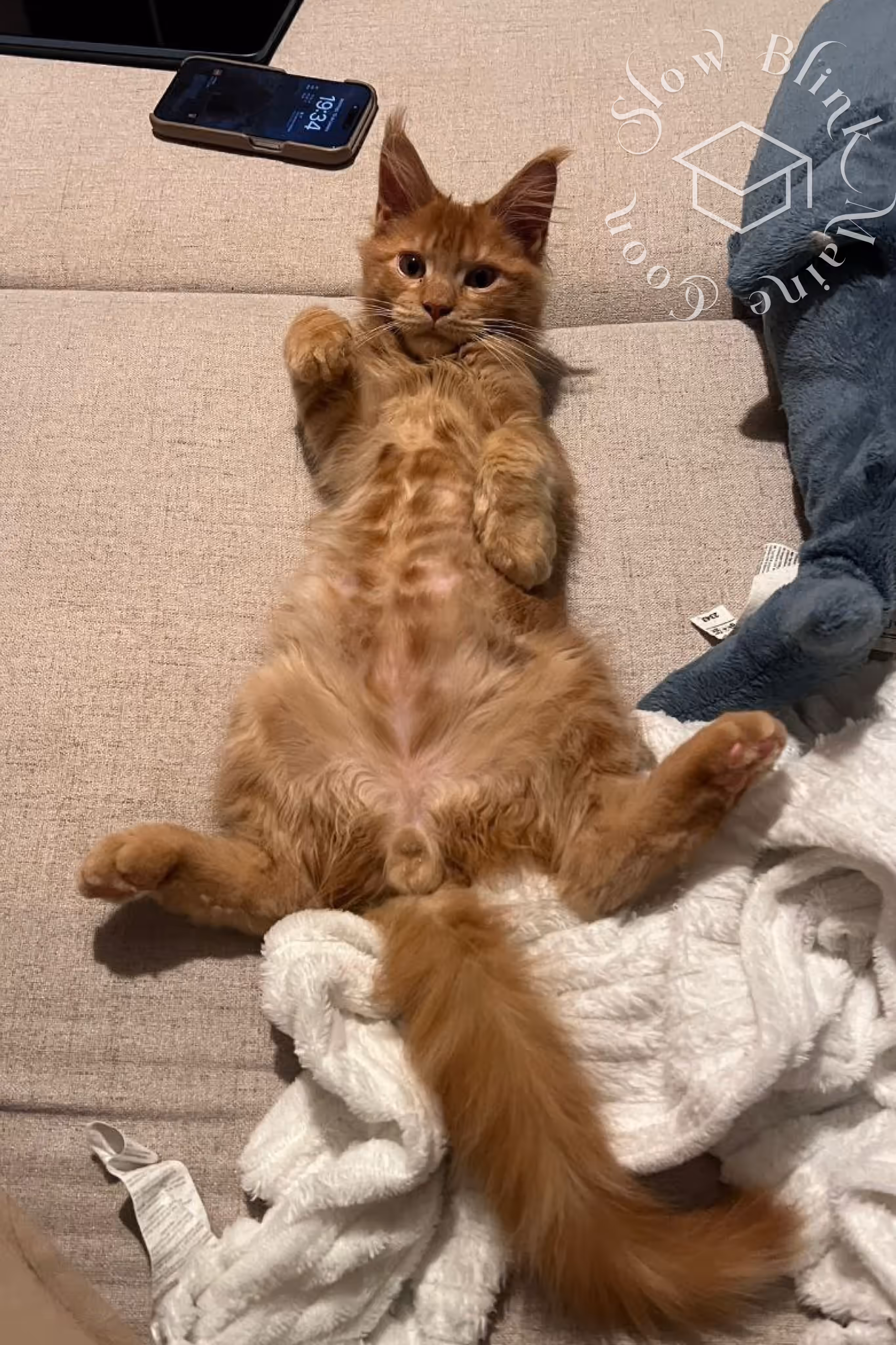 red tabby maine coon kitten | customer | graduate | ems code | mco ds 22 | taken mar 2025 | male Customer Pictures of their Maine Coon Cats and Kittens who "Graduated" from SlowBlink MaineCoons > red tabby maine coon kitten | customer | graduate | ems code | mco ds 22 | taken mar 2025 | male | idx 2