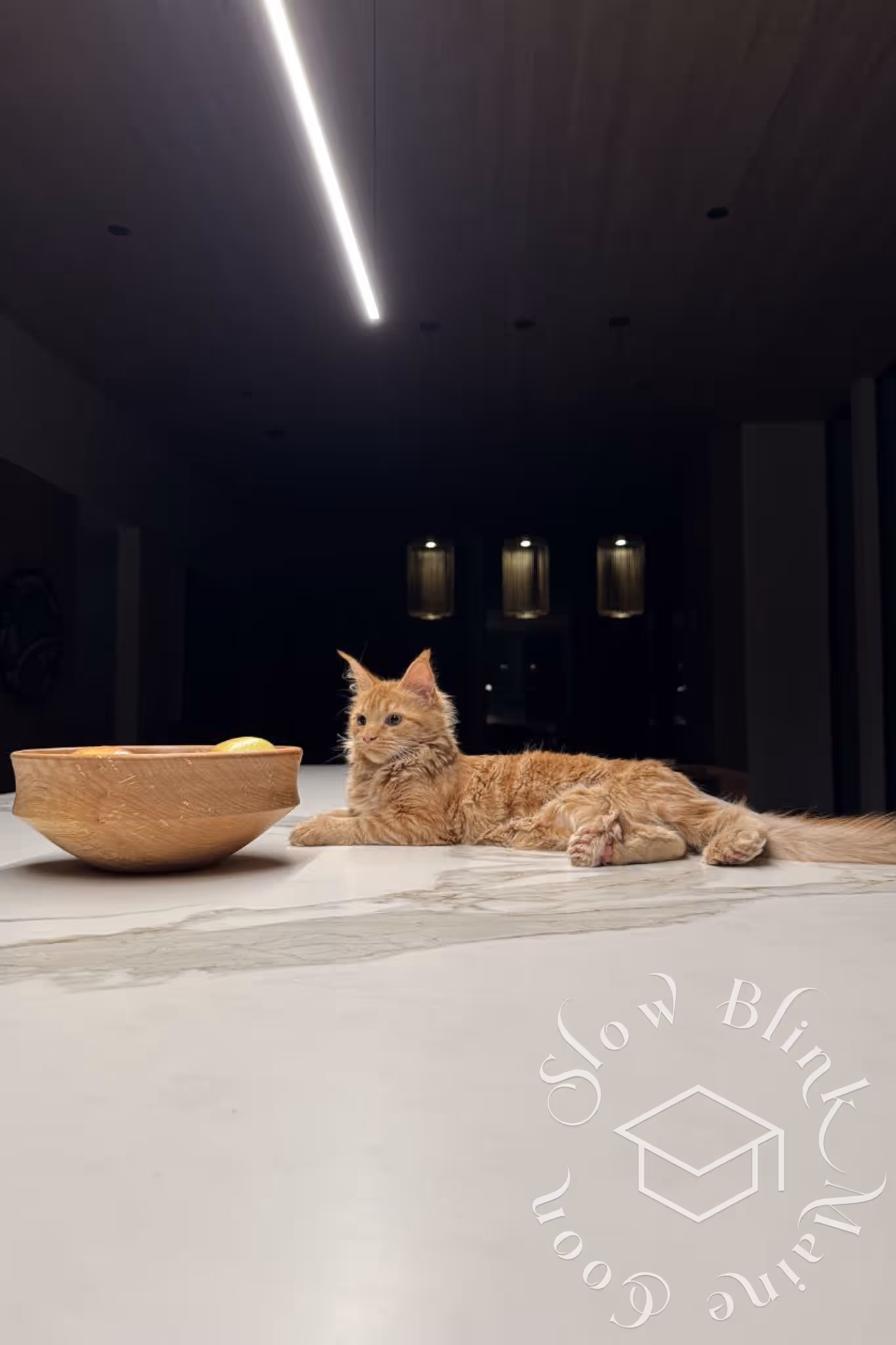 red tabby maine coon kitten | customer | graduate | ems code | mco ds 22 | taken mar 2025 | male Customer Pictures of their Maine Coon Cats and Kittens who "Graduated" from SlowBlink MaineCoons > red tabby maine coon kitten | customer | graduate | ems code | mco ds 22 | taken mar 2025 | male | idx 3